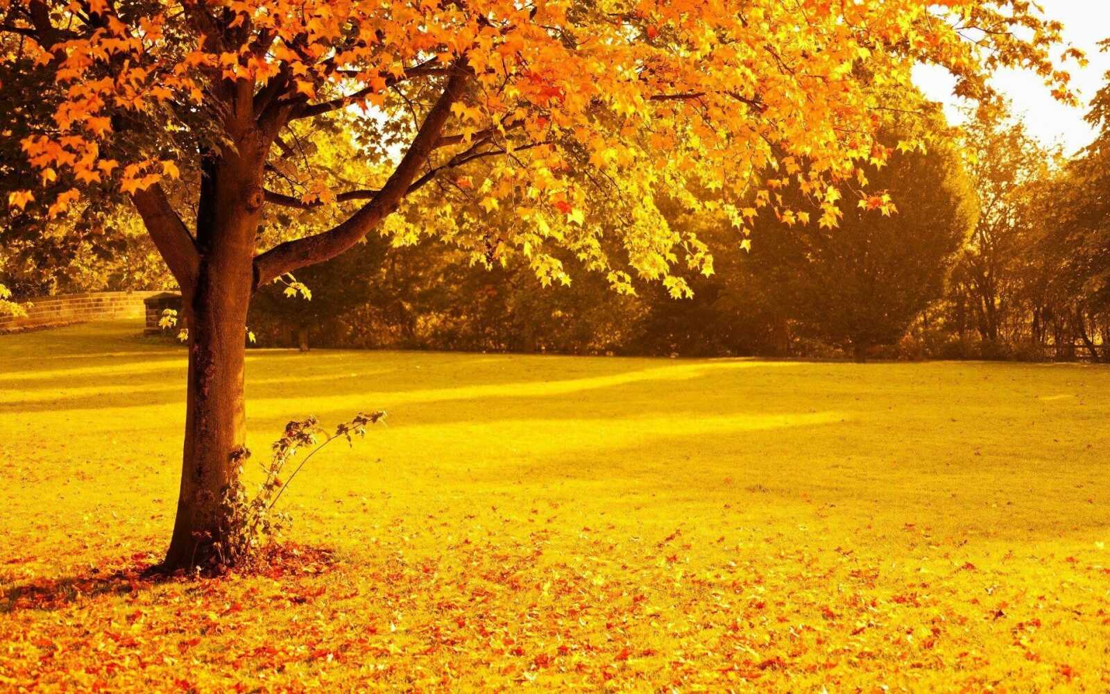 Tree Wallpapers (113 images) - WallpaperCat