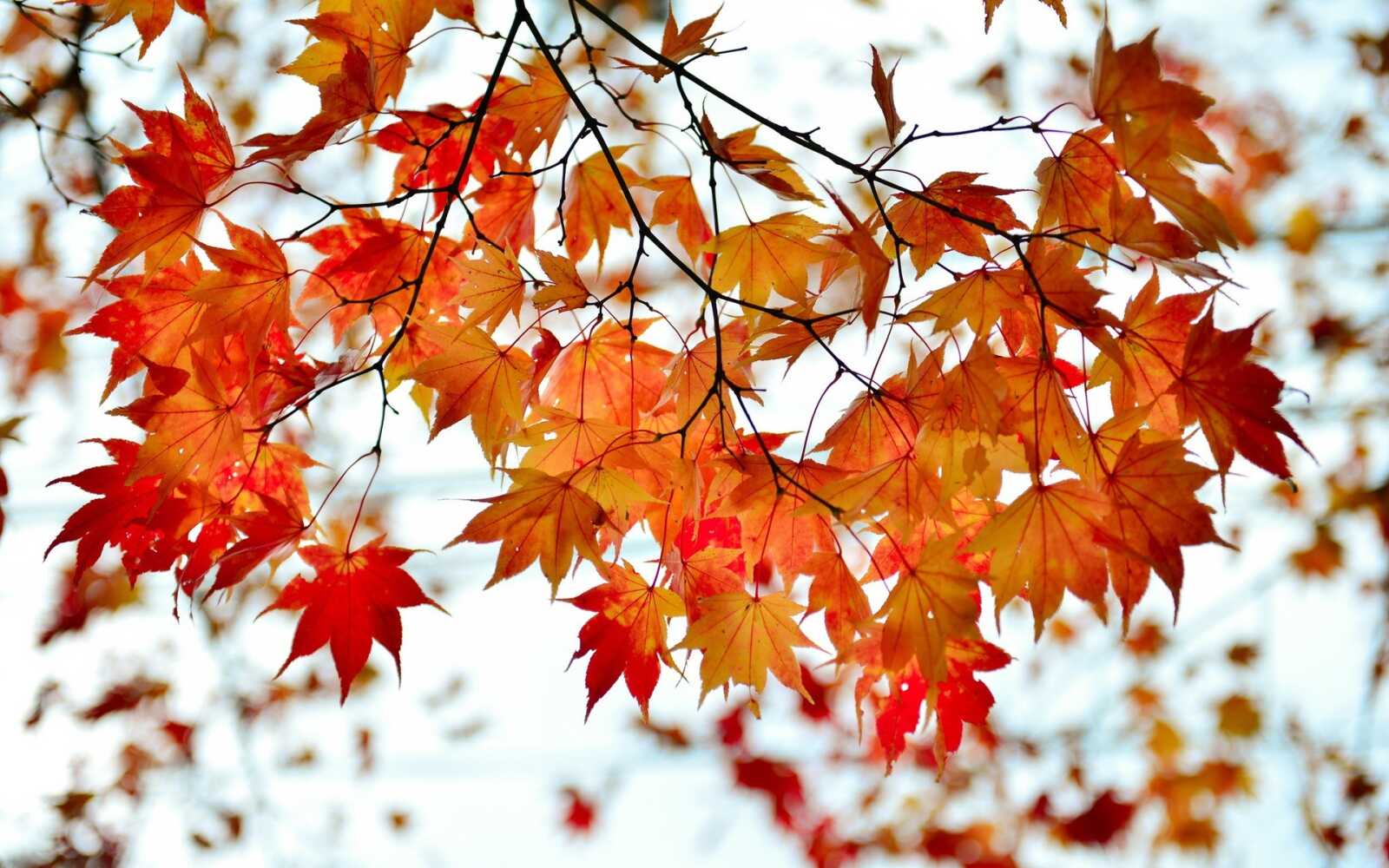 Maple Tree Simple Desktop Maple Tree Wallpapers (97 images) - WallpaperCat