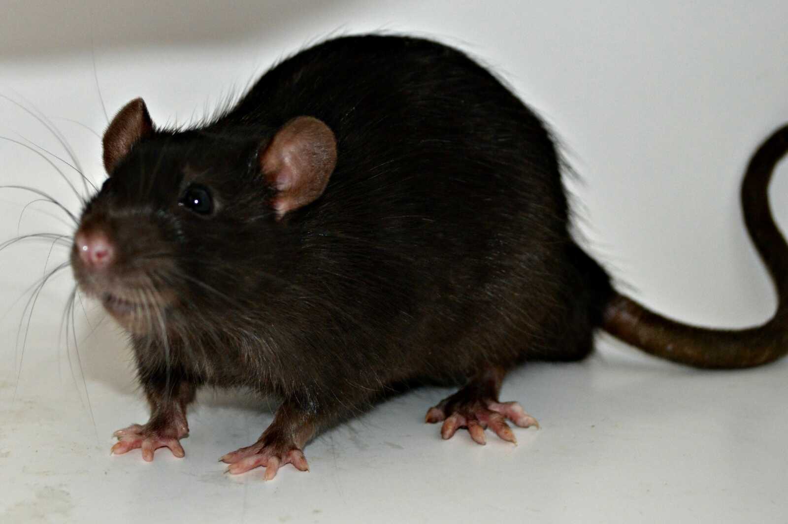 Rat Wallpapers (36 images) - WallpaperCat