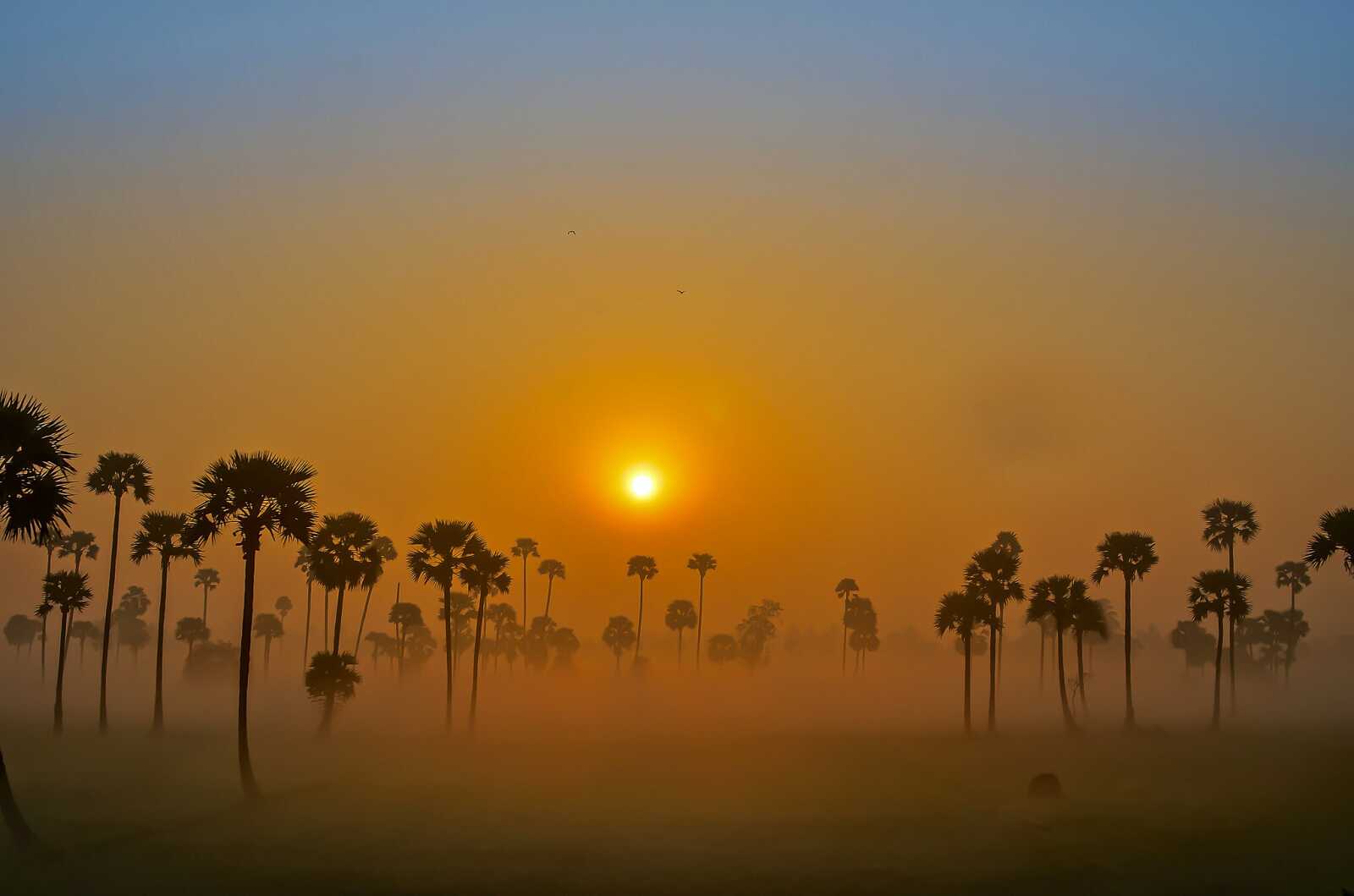 Palmyra Palm Silhouettes