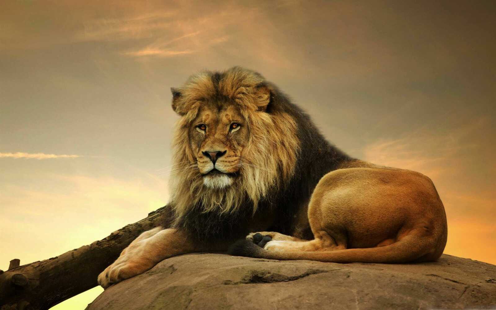 Male Lion On Rock
