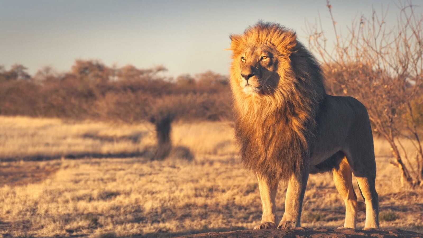 Male Lion Standing
