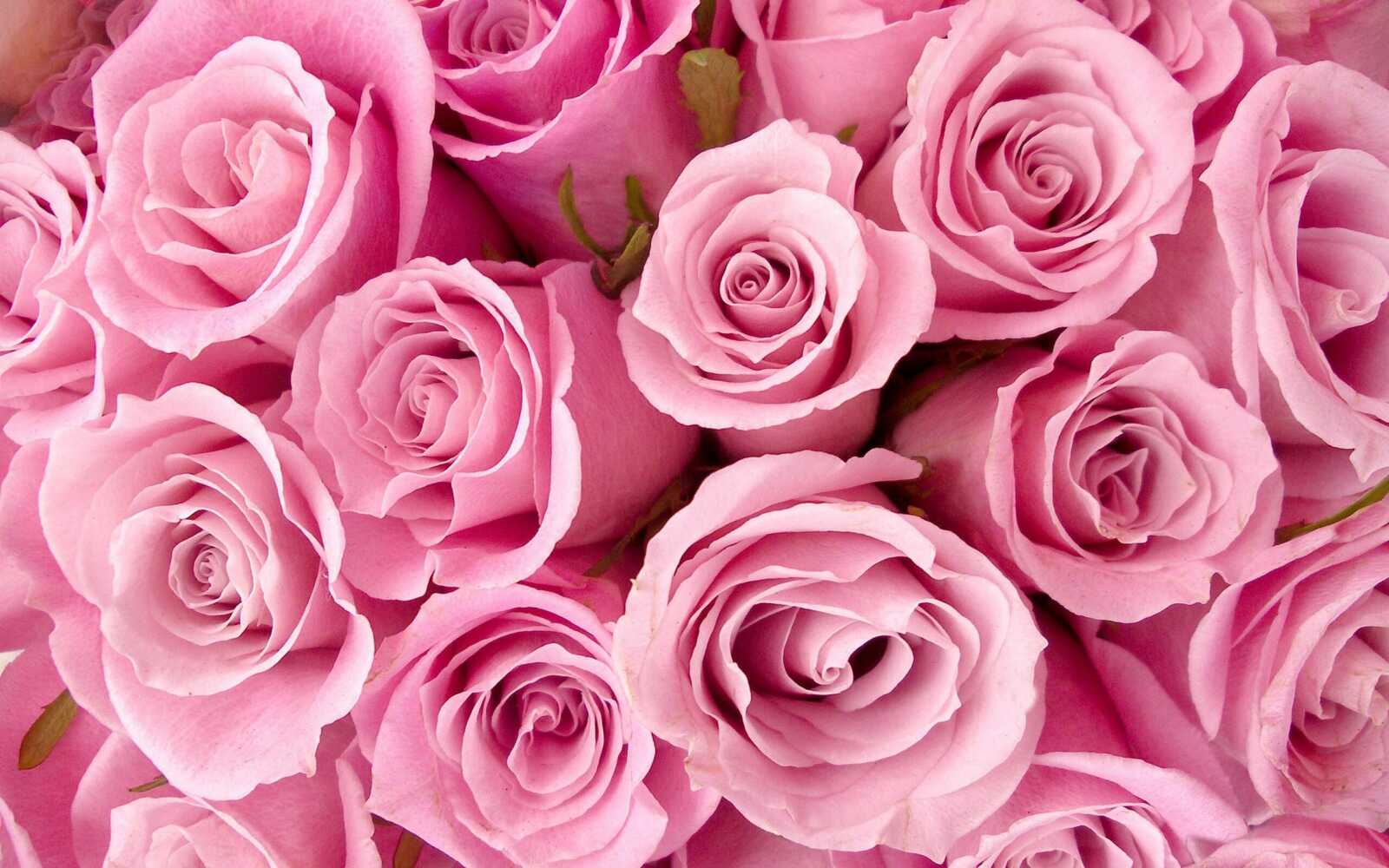 Rose Wallpapers (40 images) - WallpaperCat