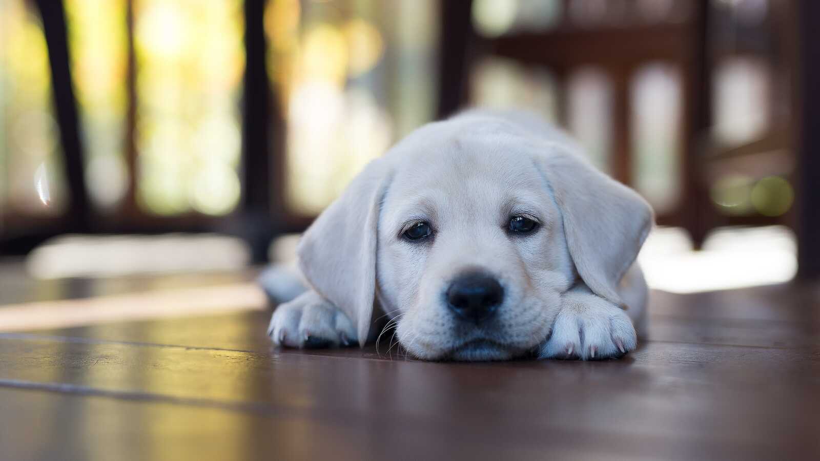 Labrador Retriever Wallpapers (84 images) - WallpaperCat