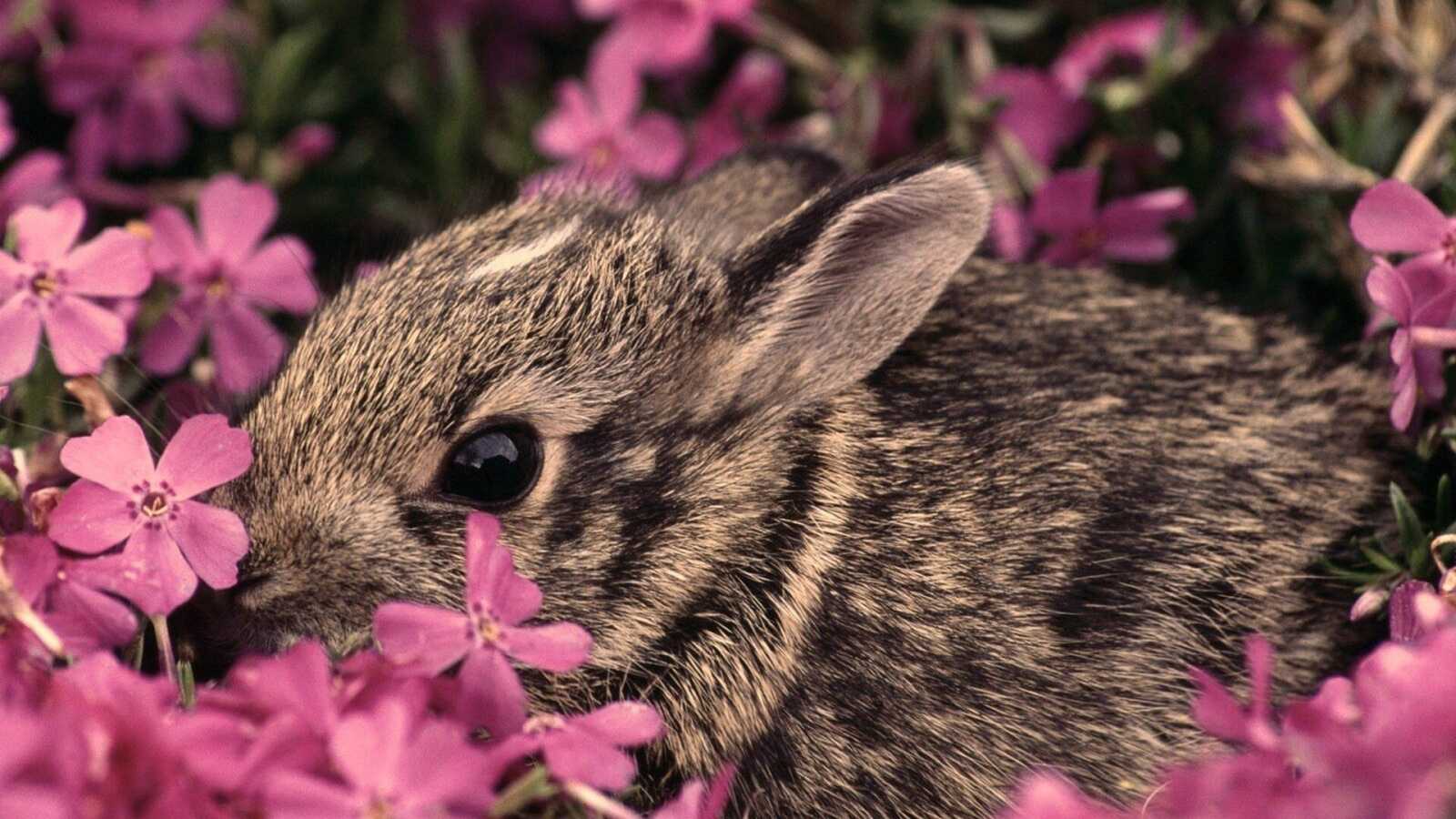 Rabbit Wallpapers (64 images) - WallpaperCat