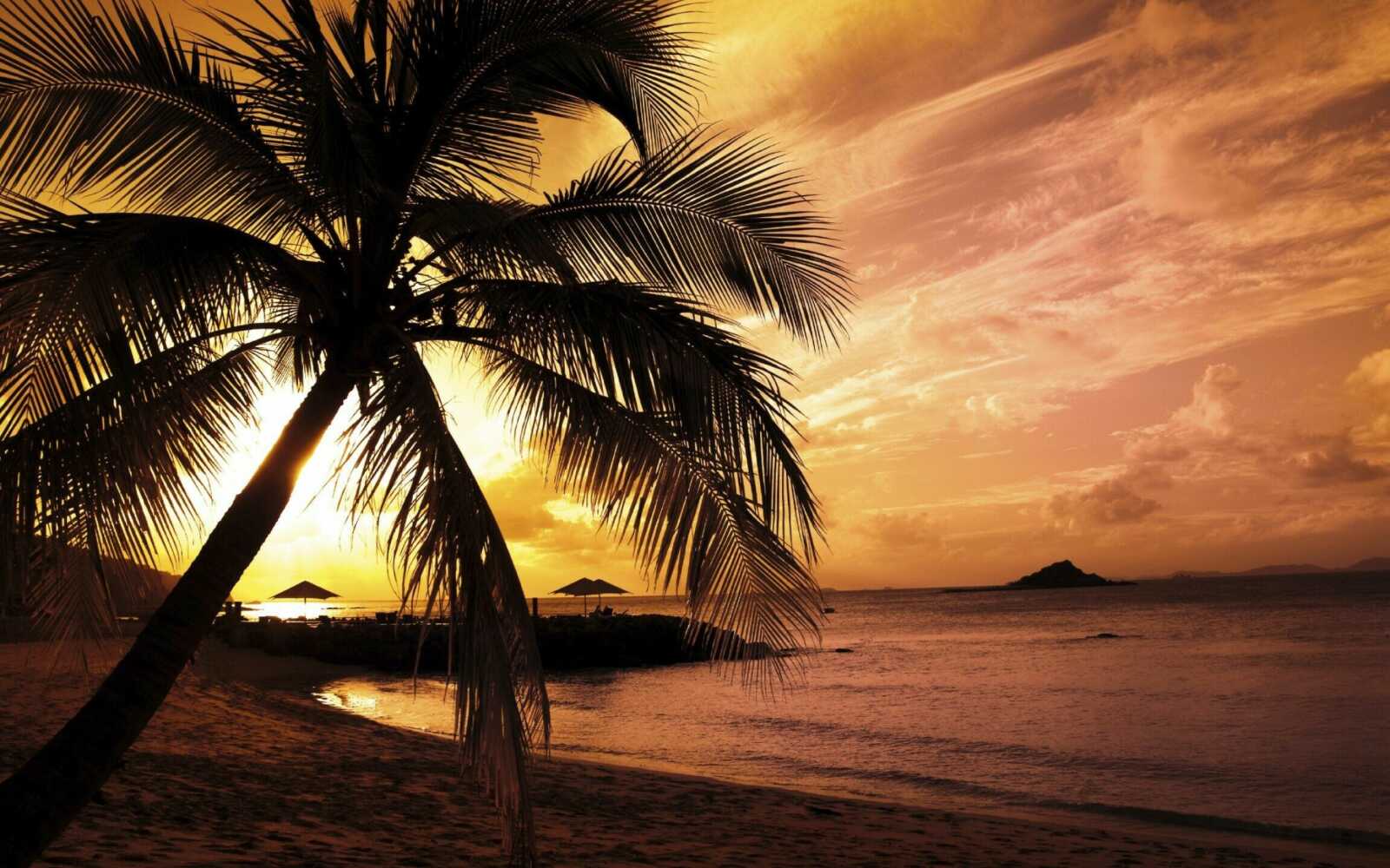 Coconut Palm Silhouette