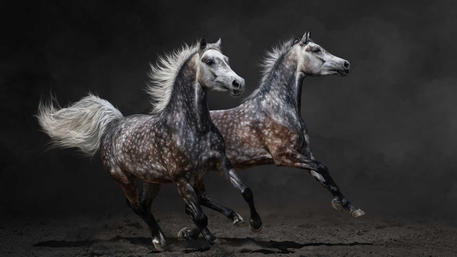 Sagittarius Zodiac Sign 4K Wallpapers Collection