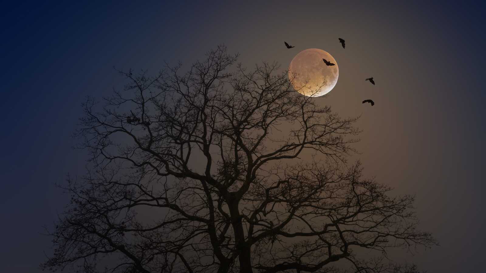 Desktop 4K Moon - AMOLED Moon & Lunar Void