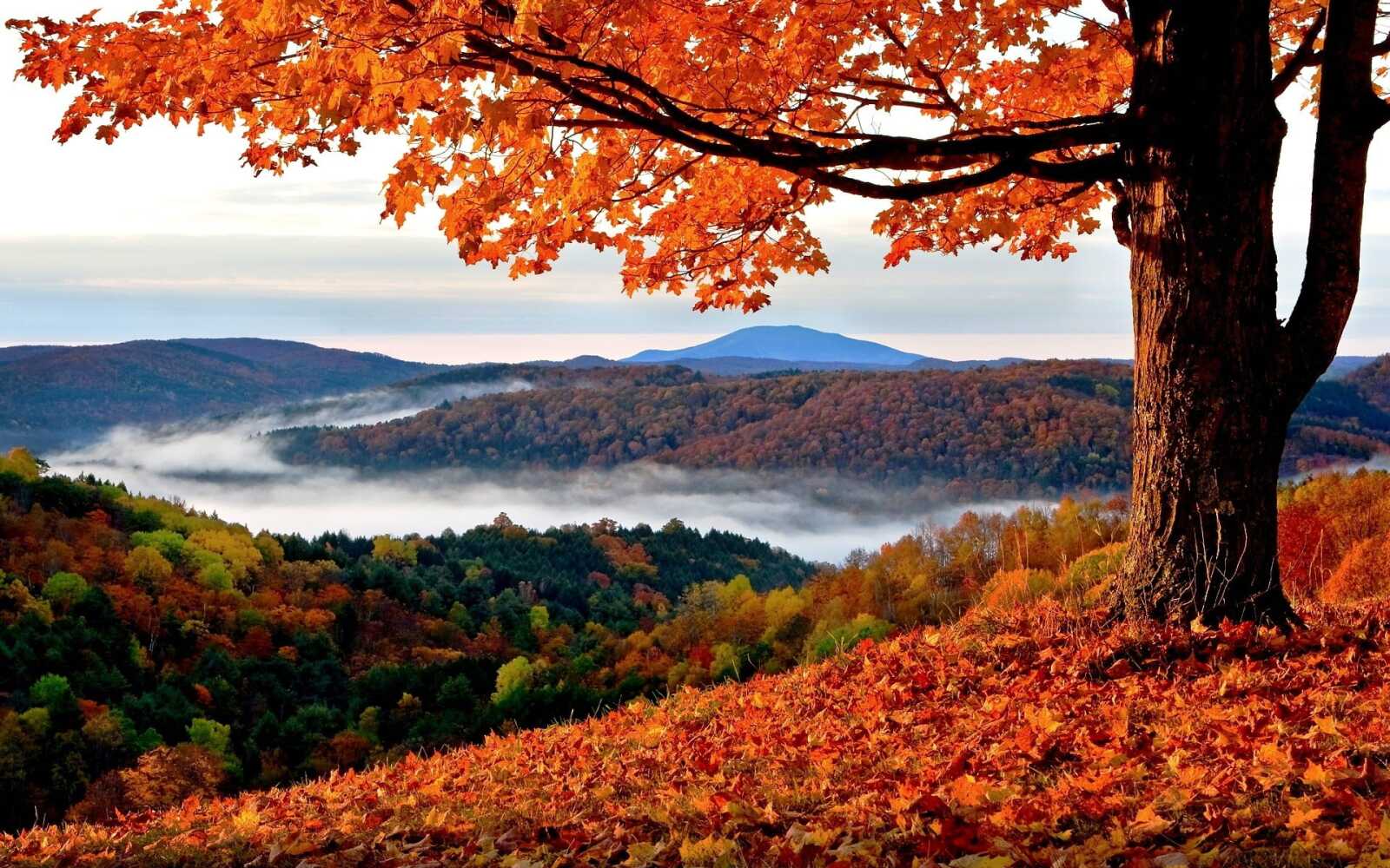 Maple Tree Wallpapers (97 images) - WallpaperCat