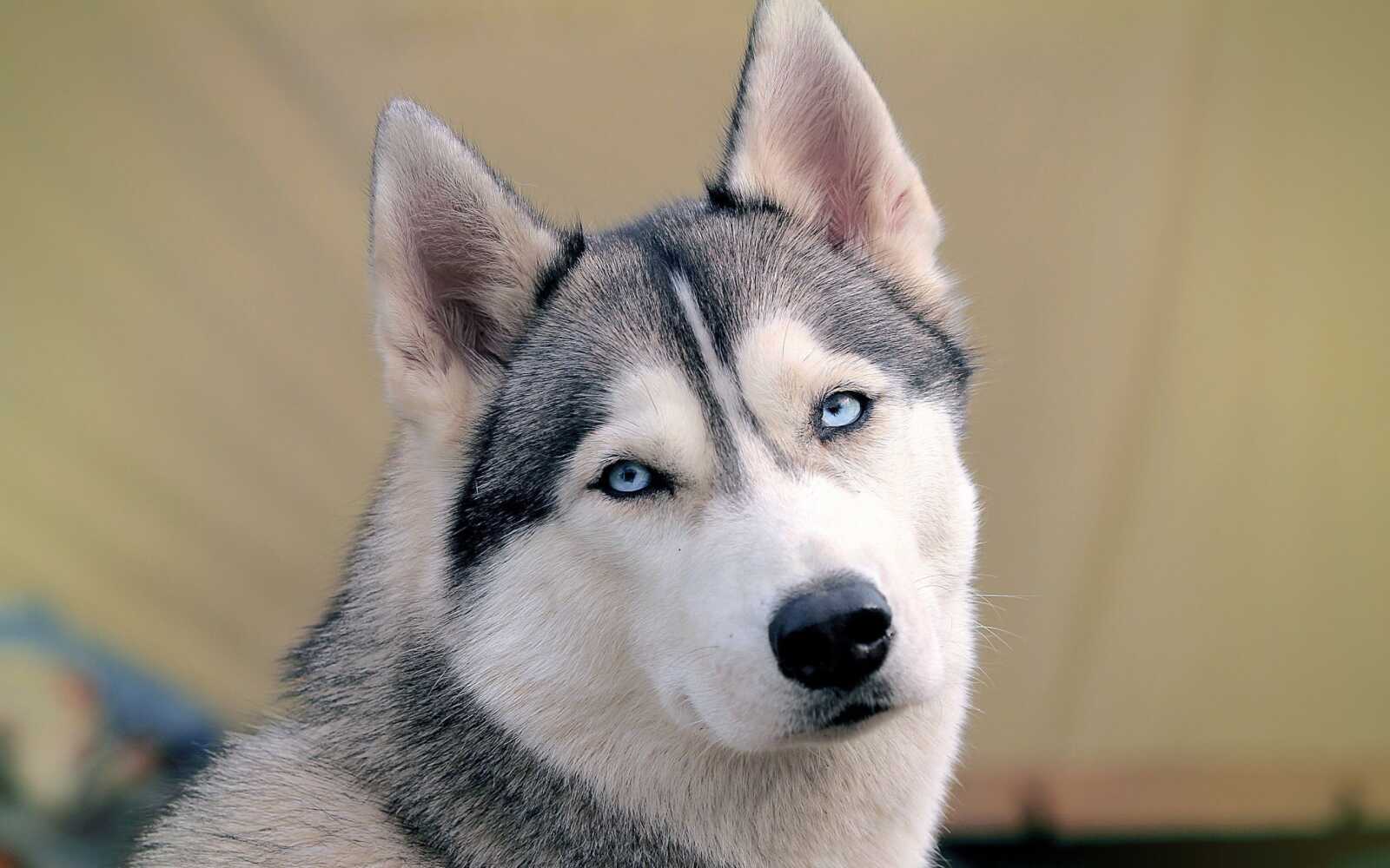 Husky Wallpapers (70 images) - WallpaperCat