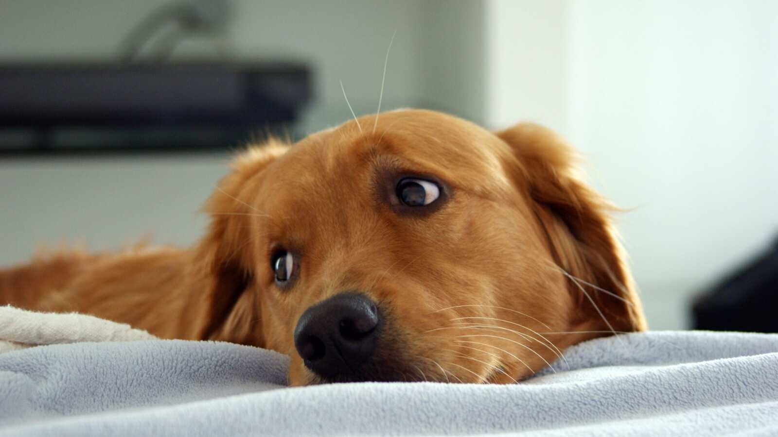 Akbash Dog 4K Wallpapers Collection