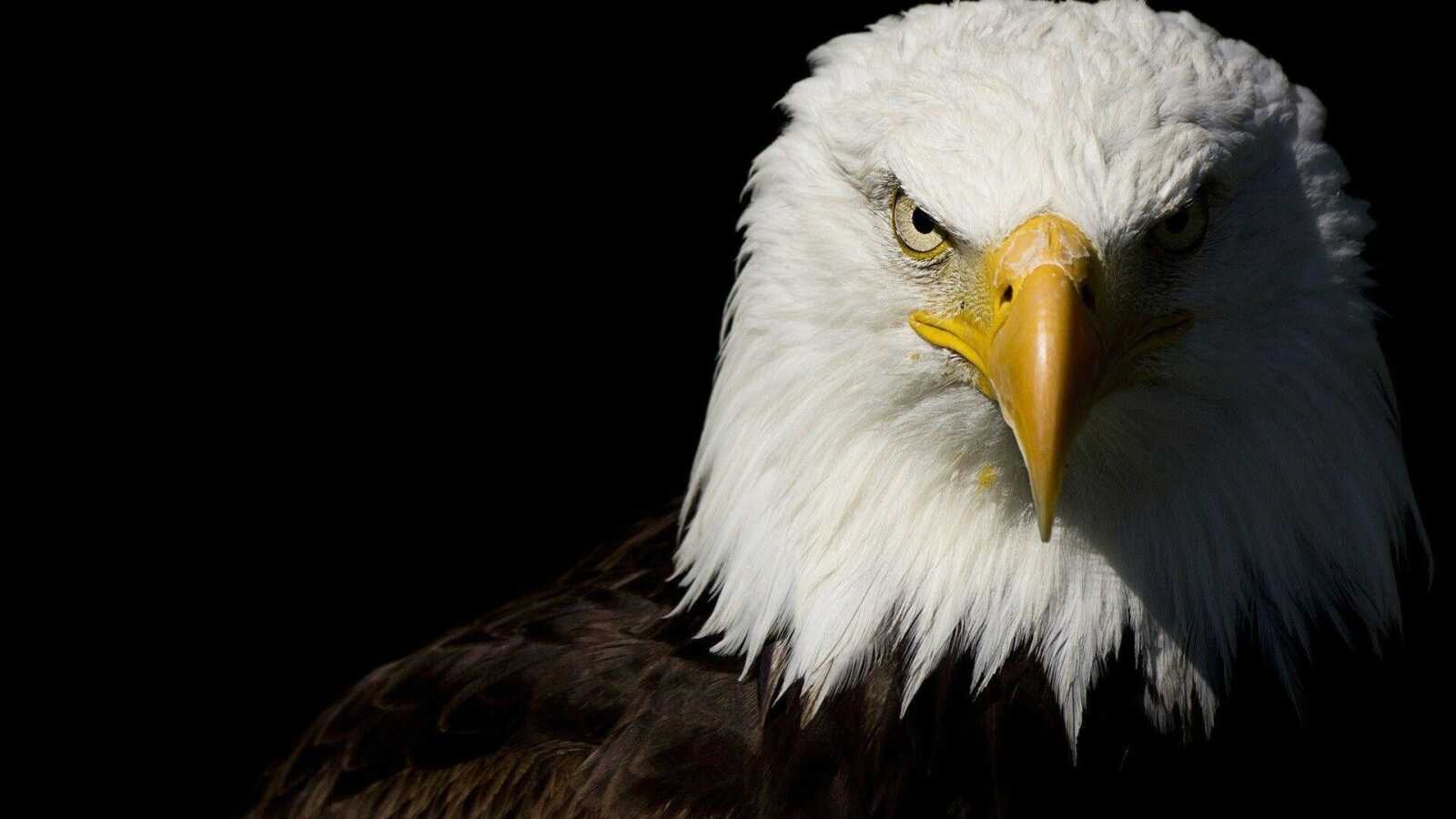 Bald Eagle Portrait