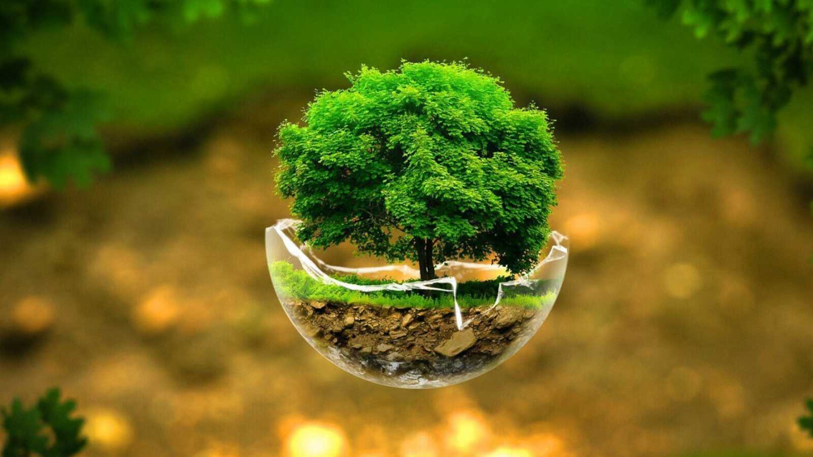 Tree Wallpapers (113 images) - WallpaperCat