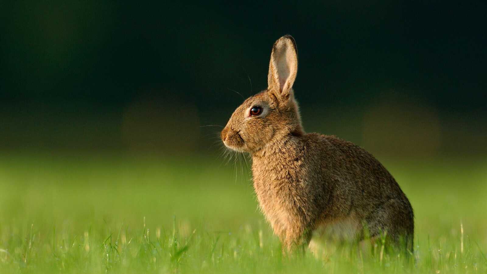 Rabbit Wallpapers (64 images) - WallpaperCat