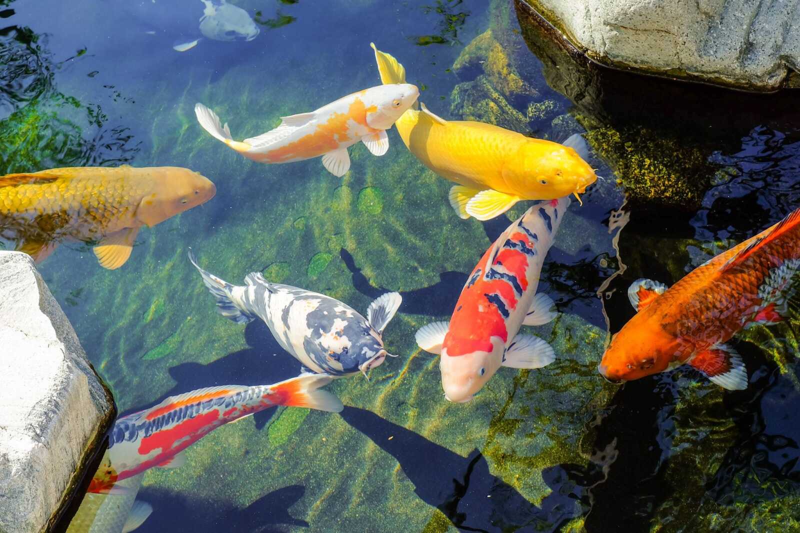 Koi Wallpapers (26 images) - WallpaperCat
