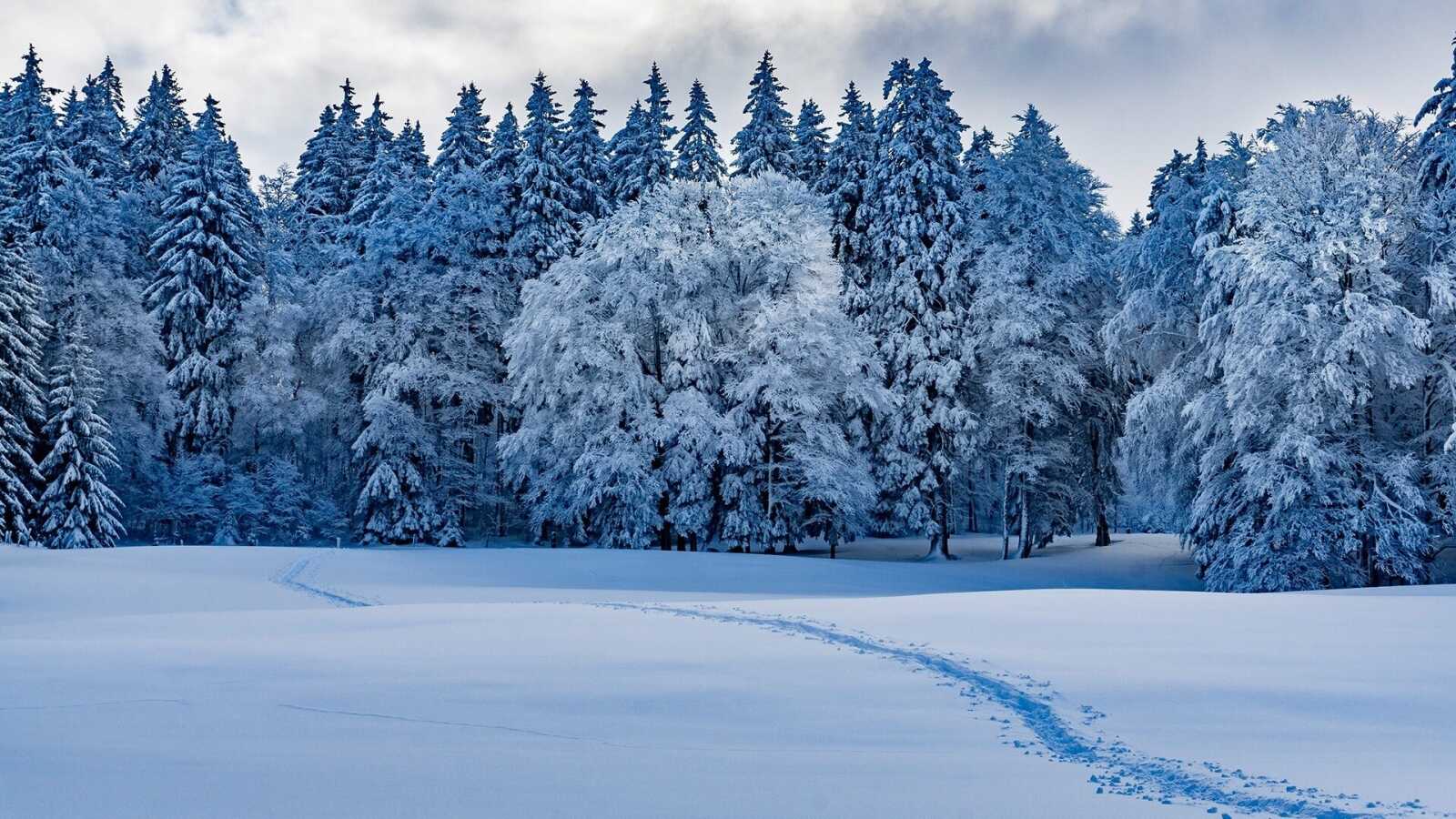 Snow-Covered Spruce Forest