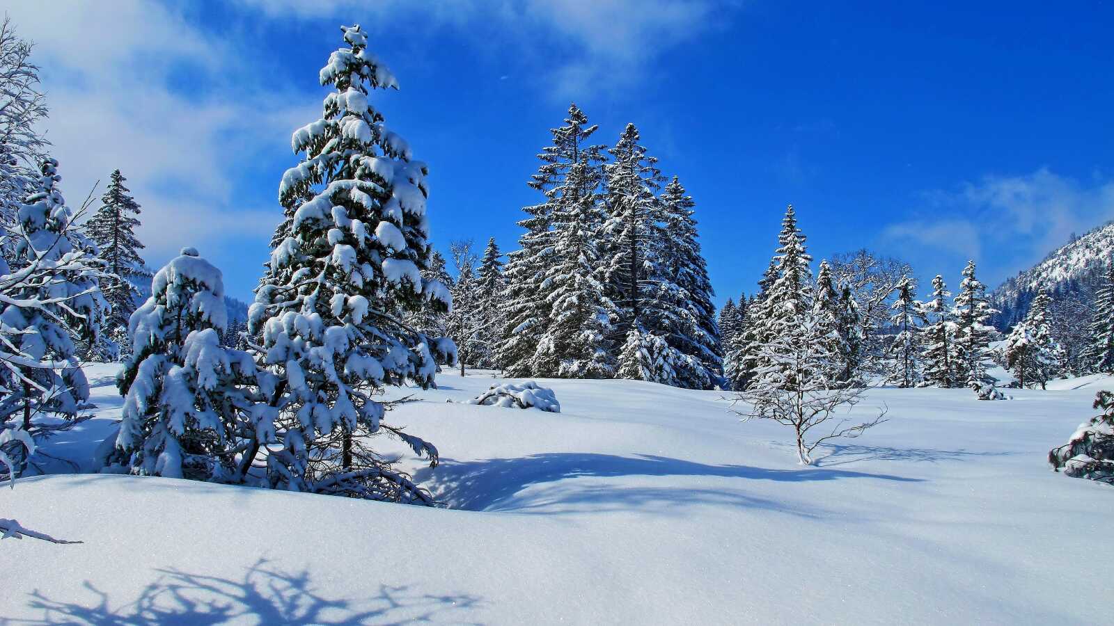 Snow-Covered Spruce Trees