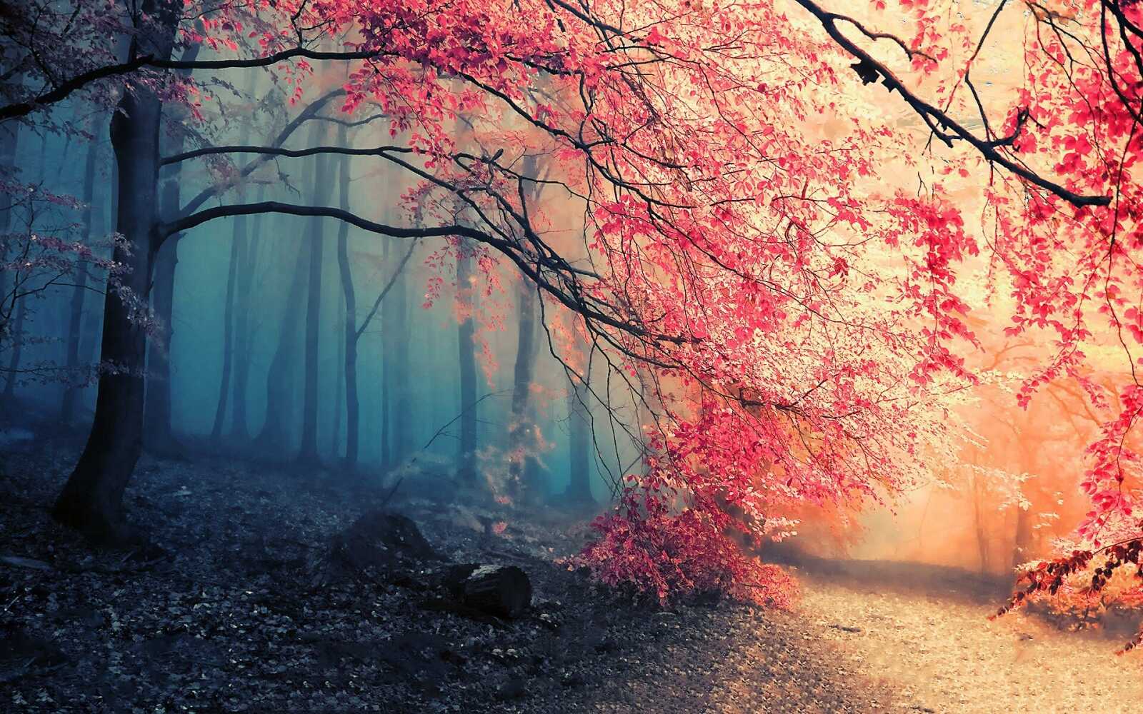 Flower Fields 4K Wallpapers Collection