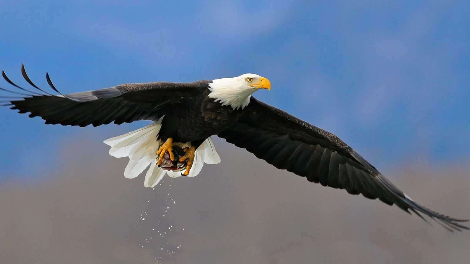 Bald Eagle In Flight