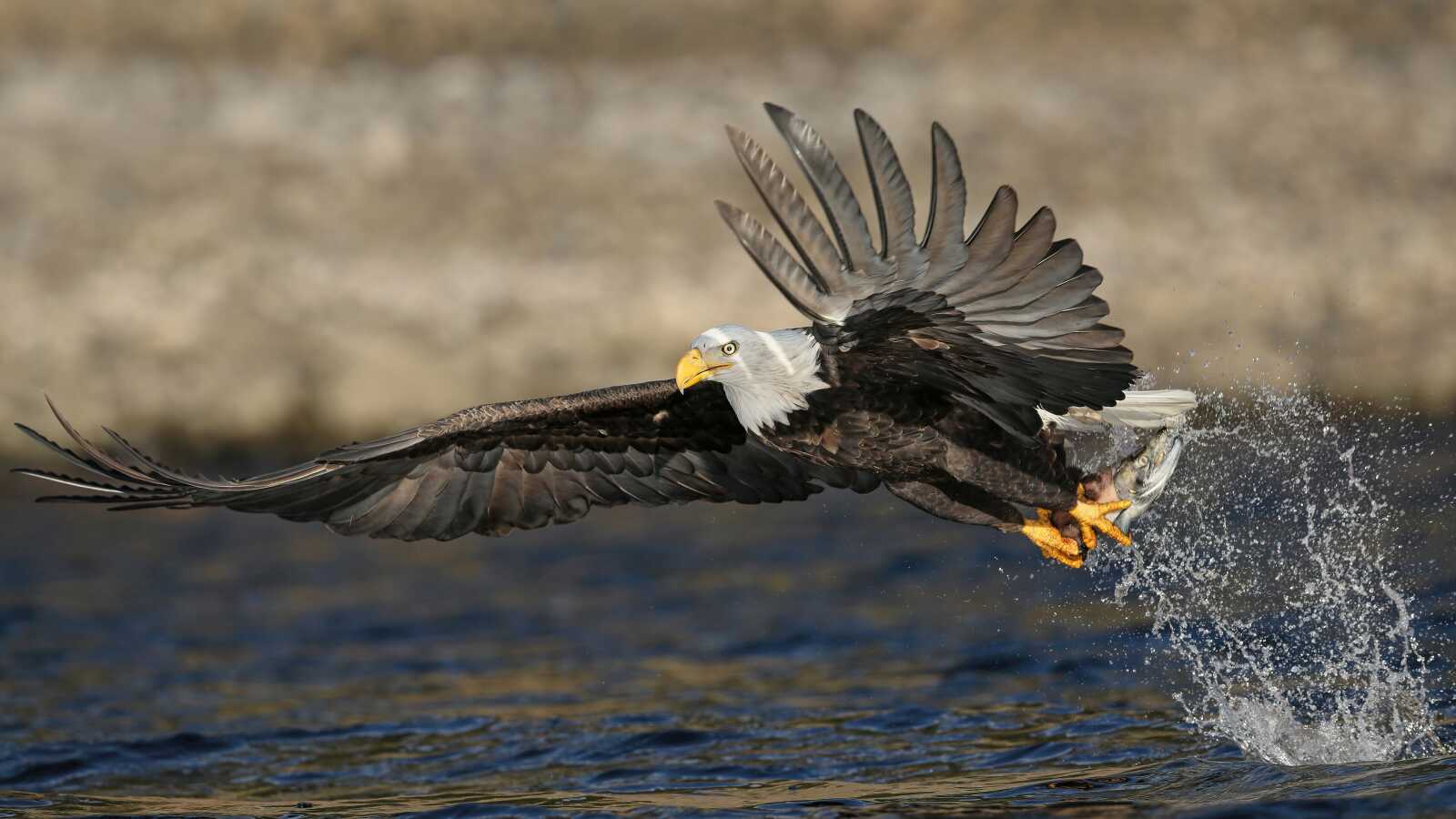Bald Eagle Catching Fish