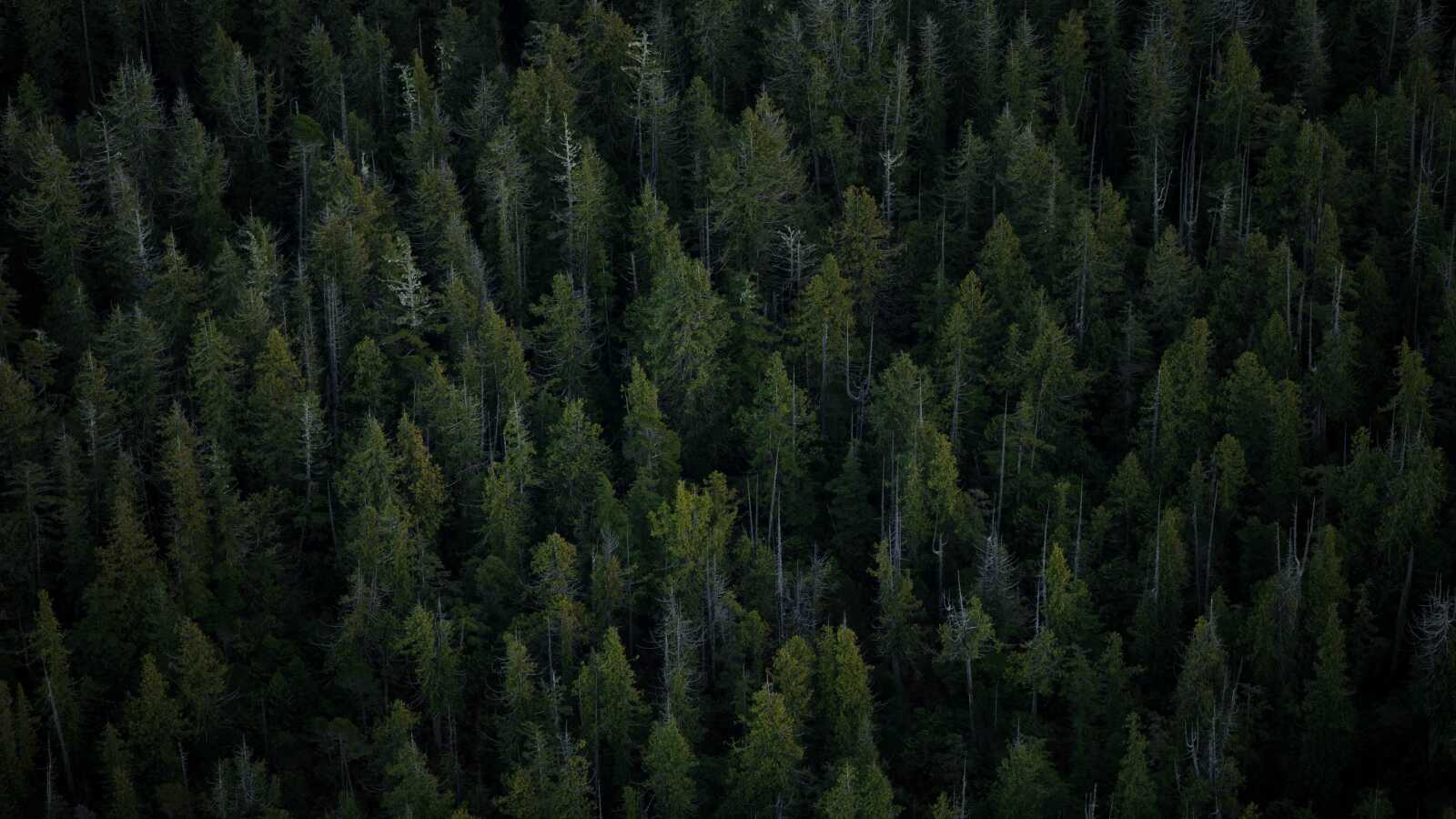 Aerial Coniferous Forest