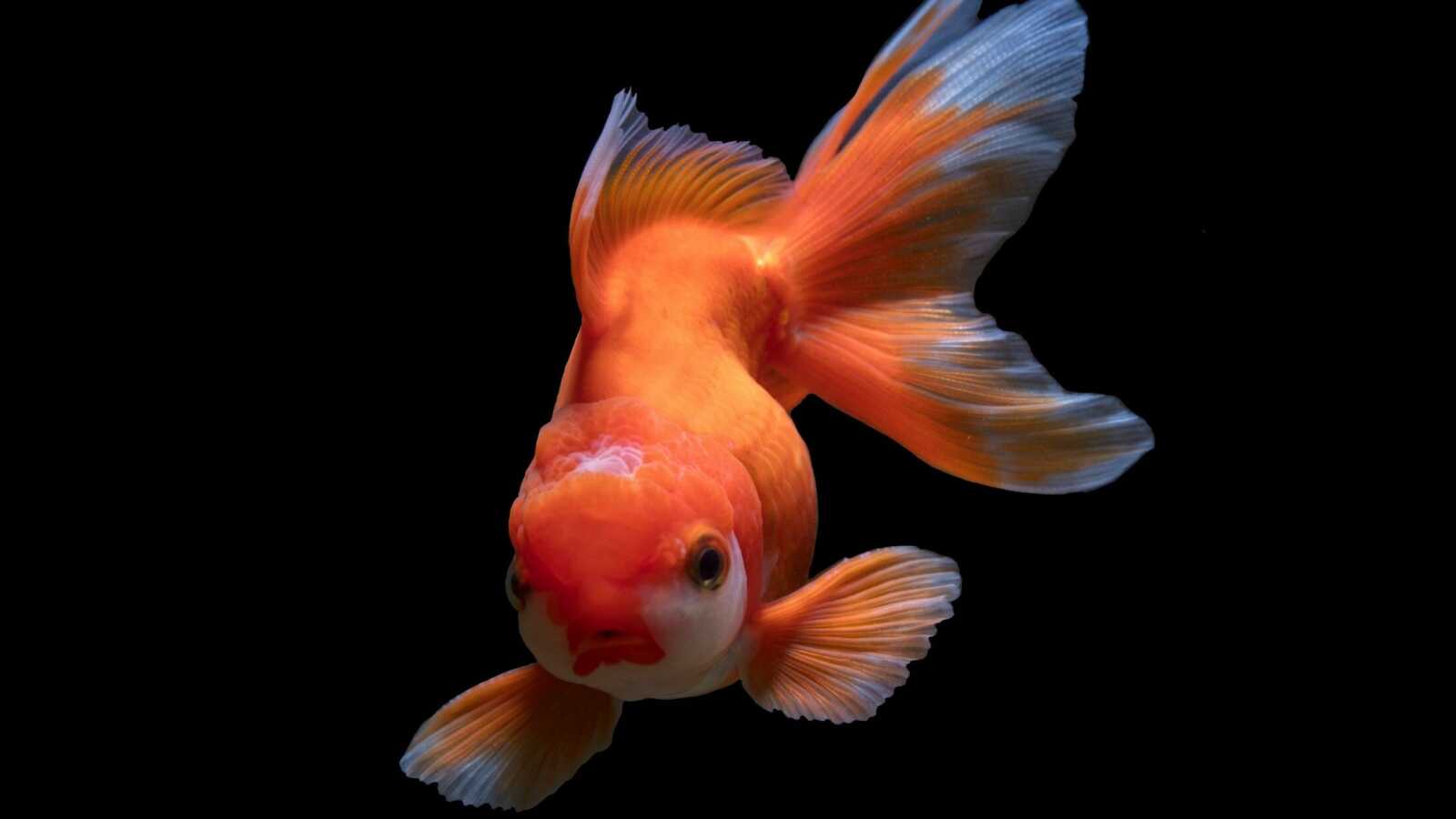 Fish underwater world, Swim animal wallpapers, Marine biodiversity, Underwa...