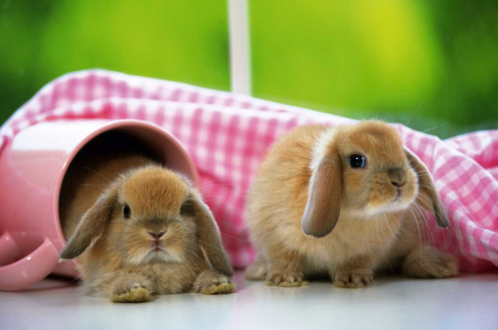 Rabbit Wallpapers (64 images) - WallpaperCat