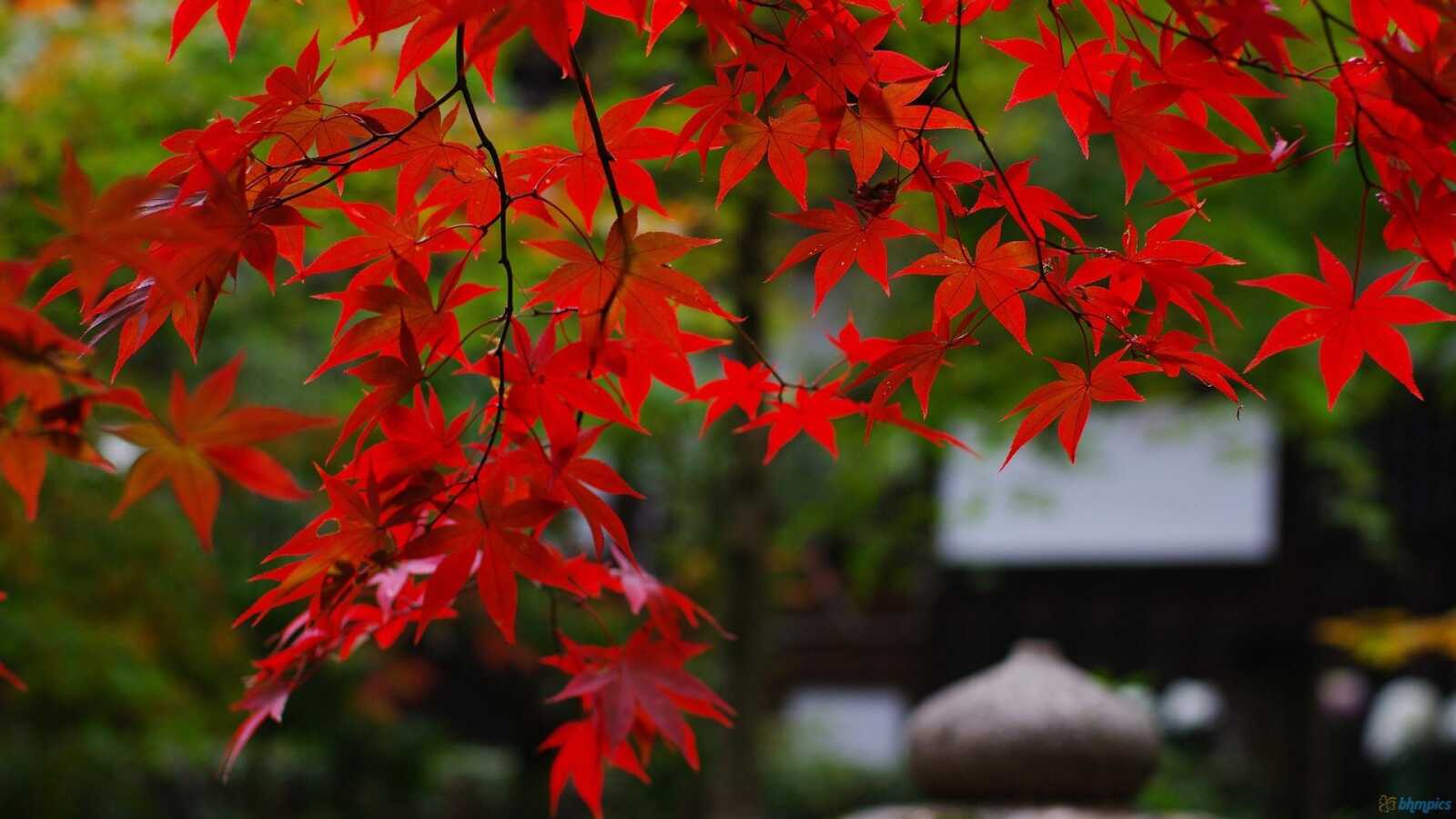 Maple Tree Simple Desktop Maple Tree Wallpapers (97 images) - WallpaperCat