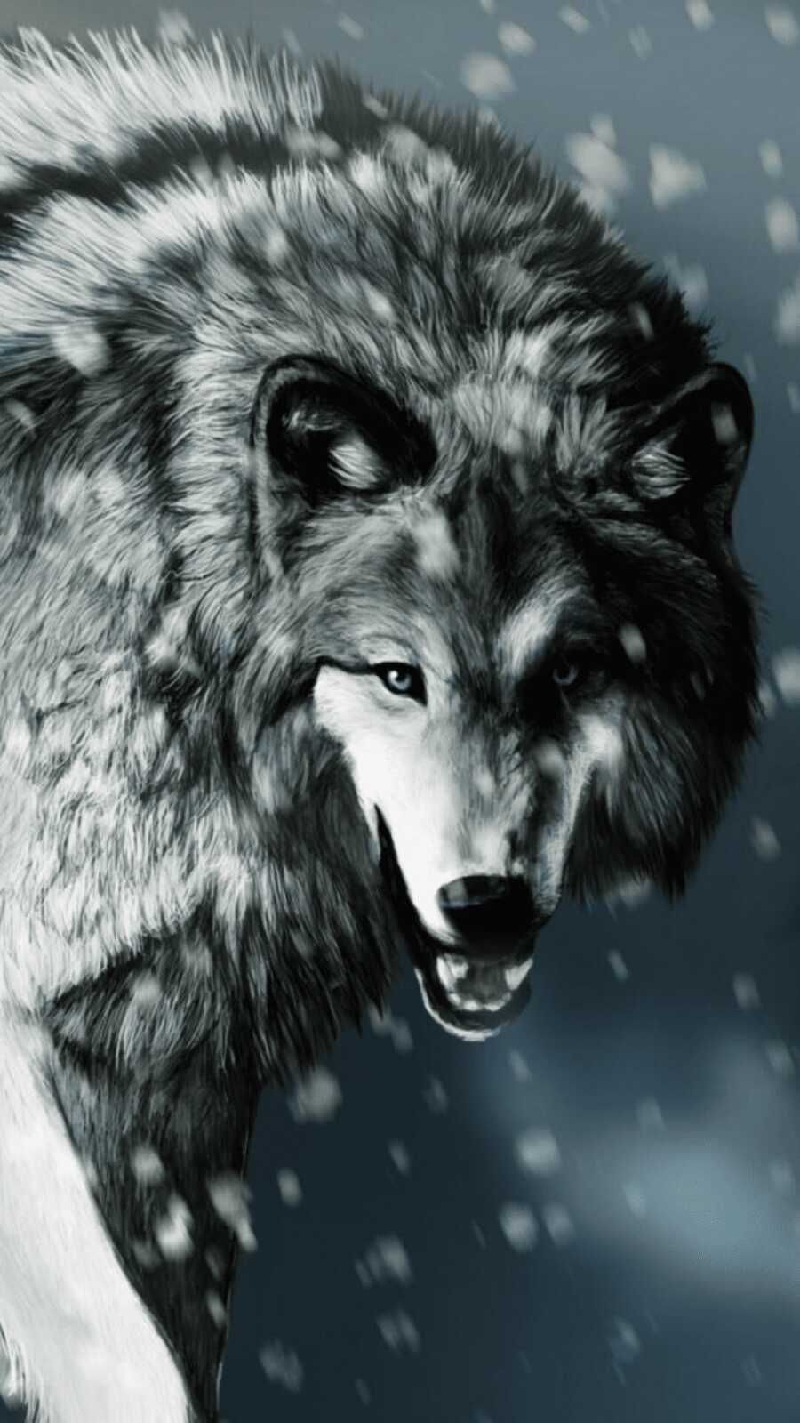 Snarling Gray Wolf