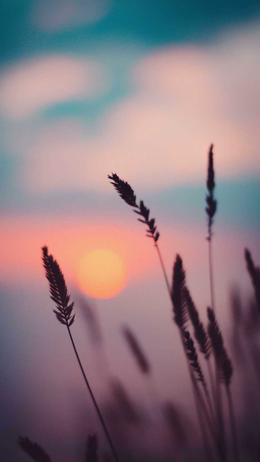 Grass and Sky 4K Wallpapers Collection