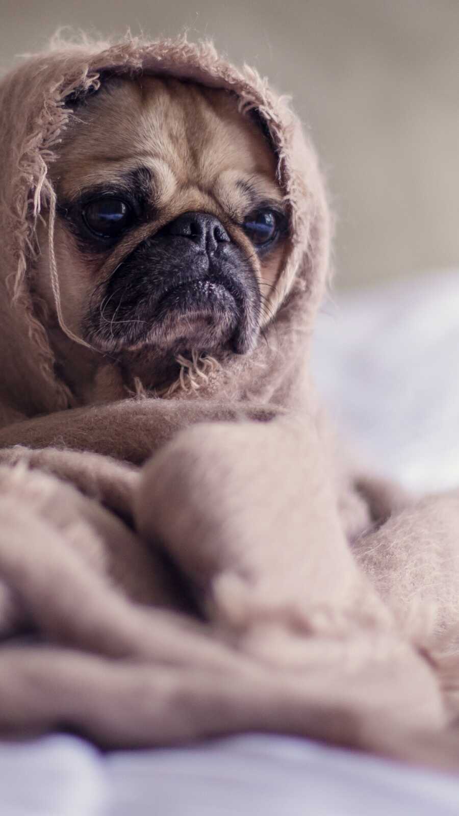 Pug