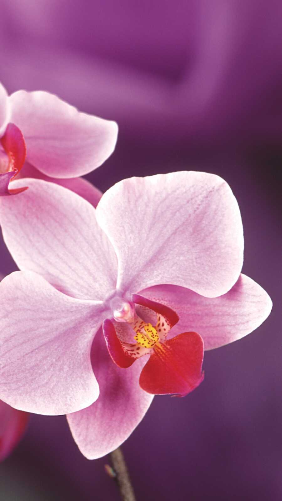 Orchid Wallpapers (32 images) - WallpaperCat