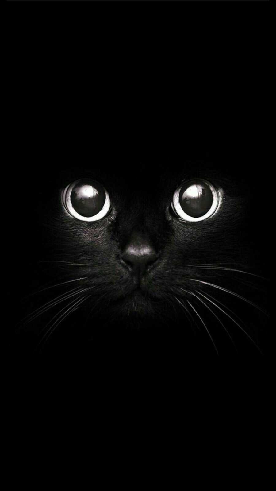 Black Cat Face