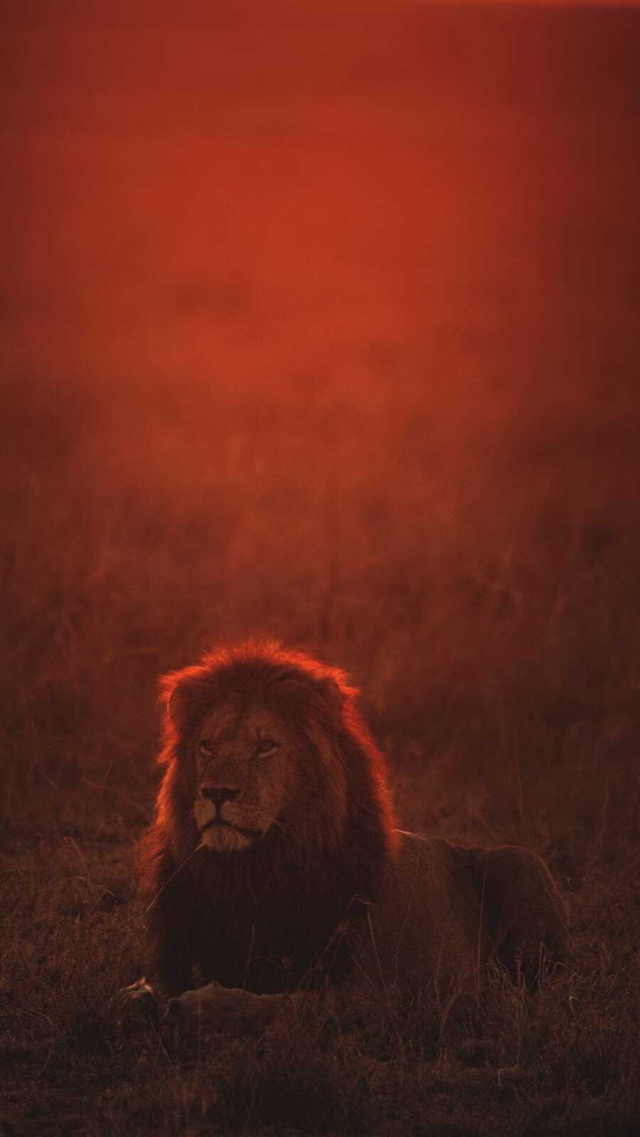 Reclining Male Lion