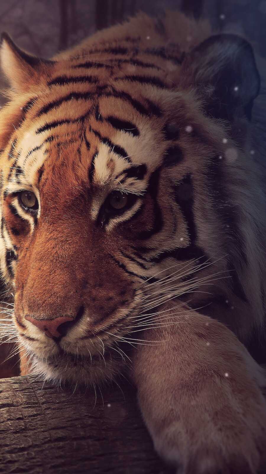 Tiger Portrait