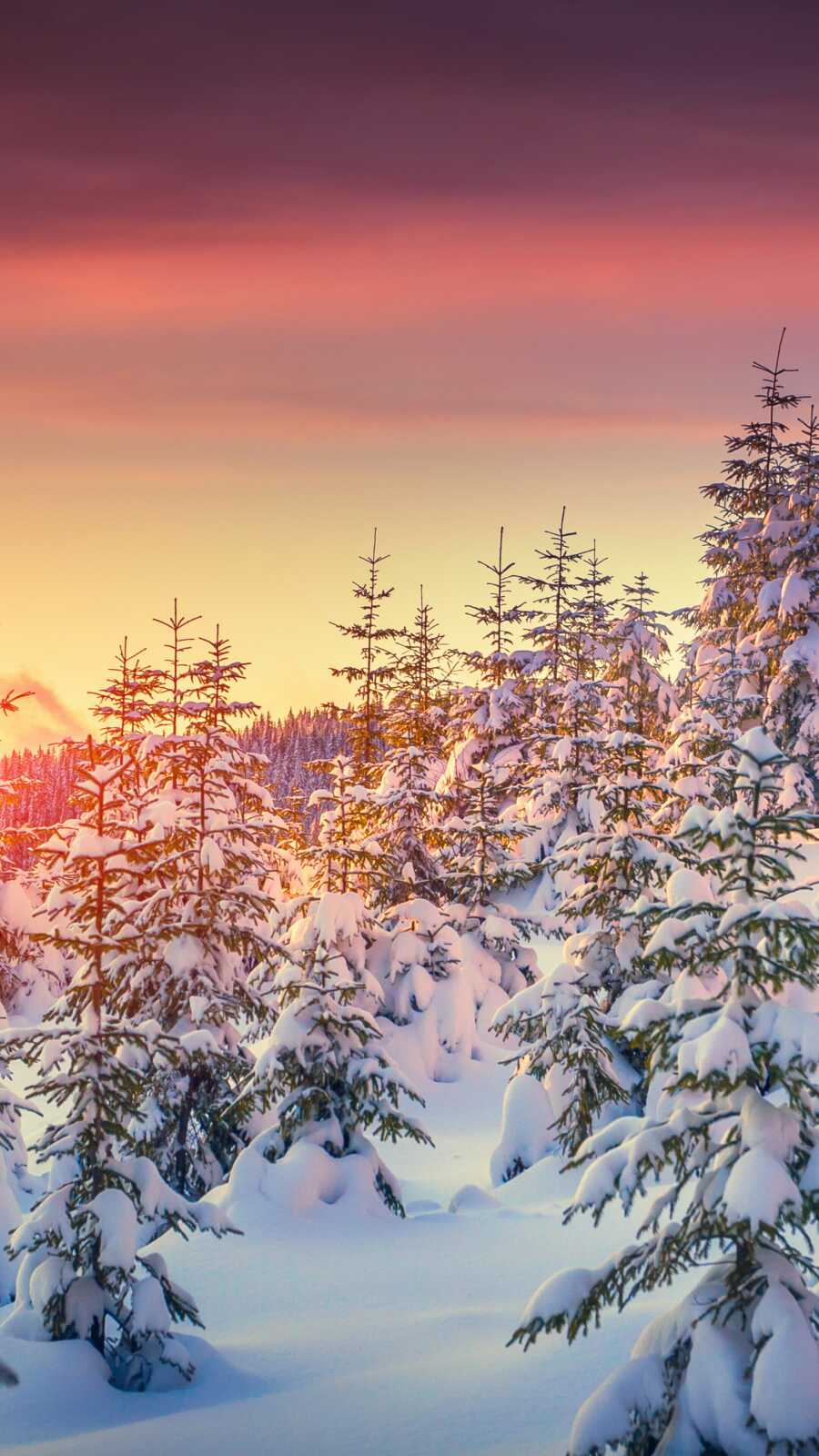 Snow-Covered Spruce Trees