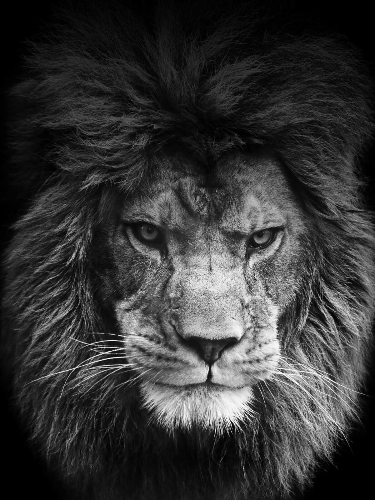 Male Lion Portrait