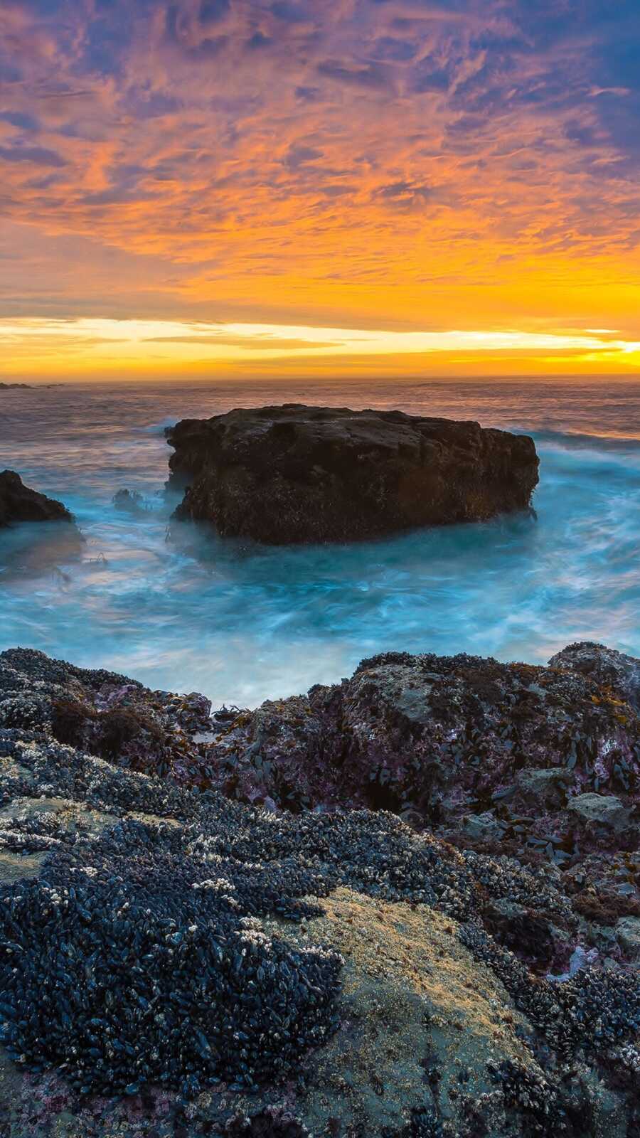 Mussel-Covered Tidal Rocks