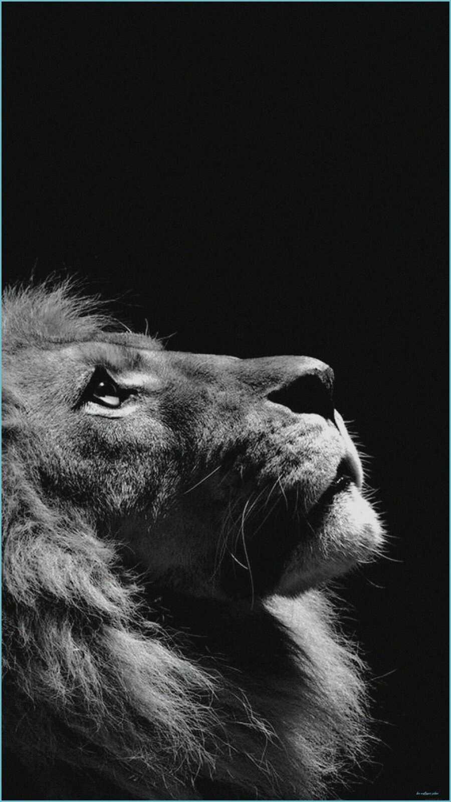 Male Lion Profile