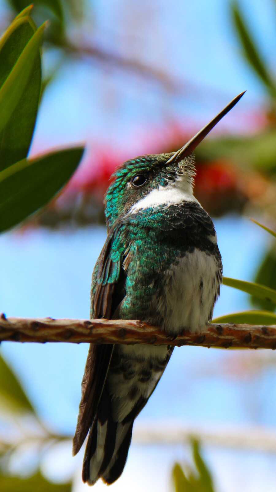 Hummingbird Wallpapers (51 images) - WallpaperCat