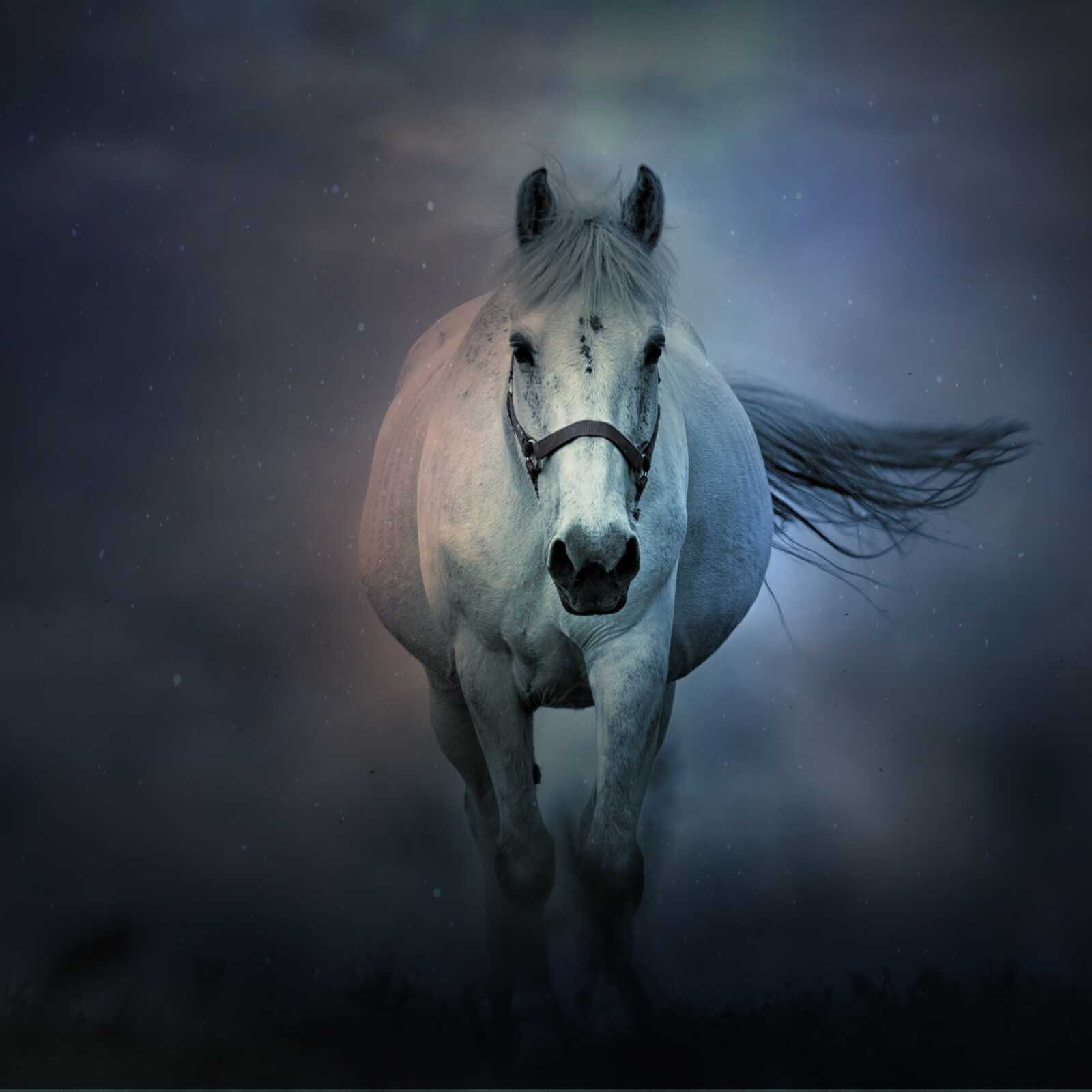 War Horse 4K Wallpapers Collection