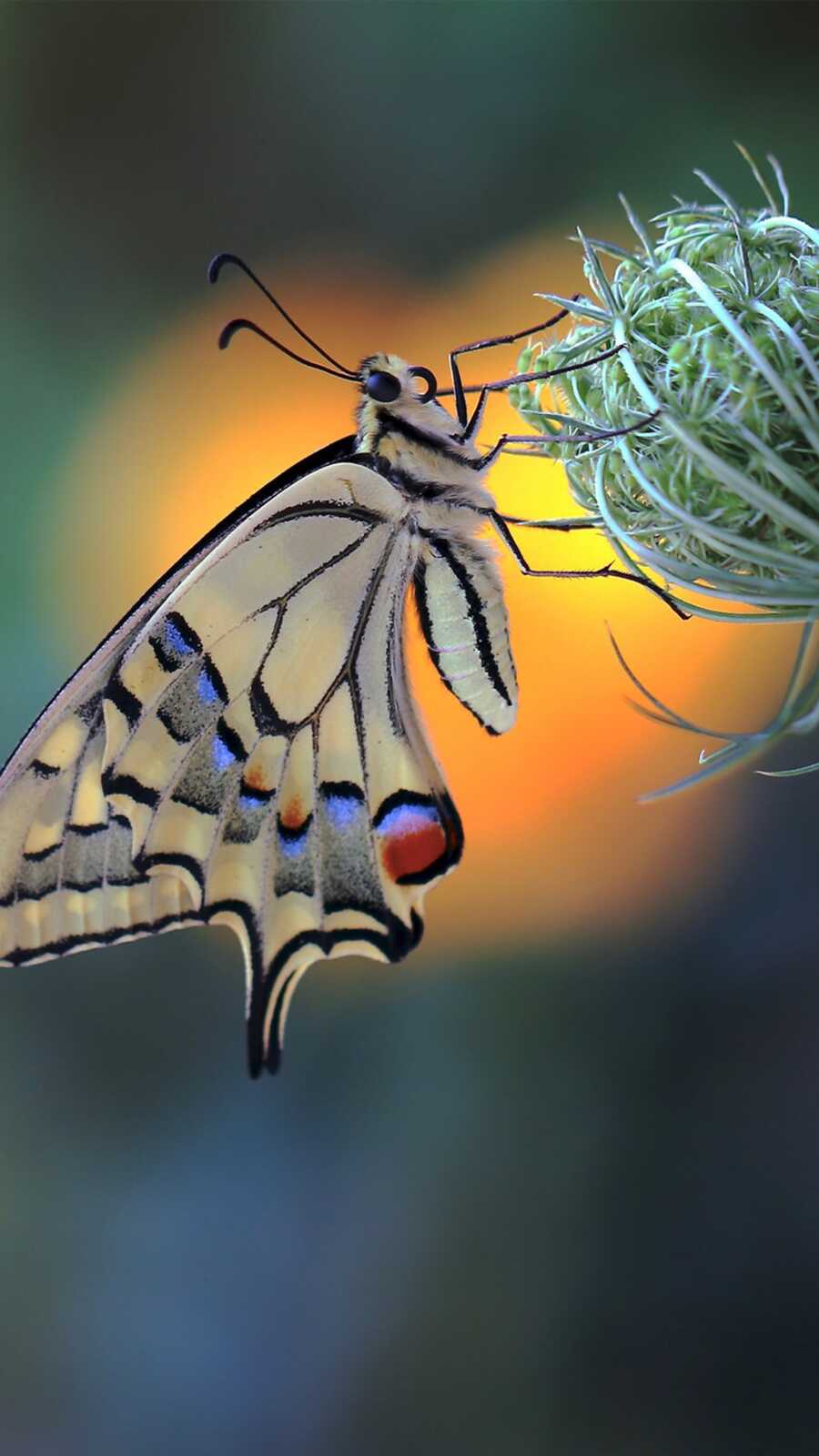 Phone Insect Wallpapers Insect Wallpapers (46 images) - WallpaperCat