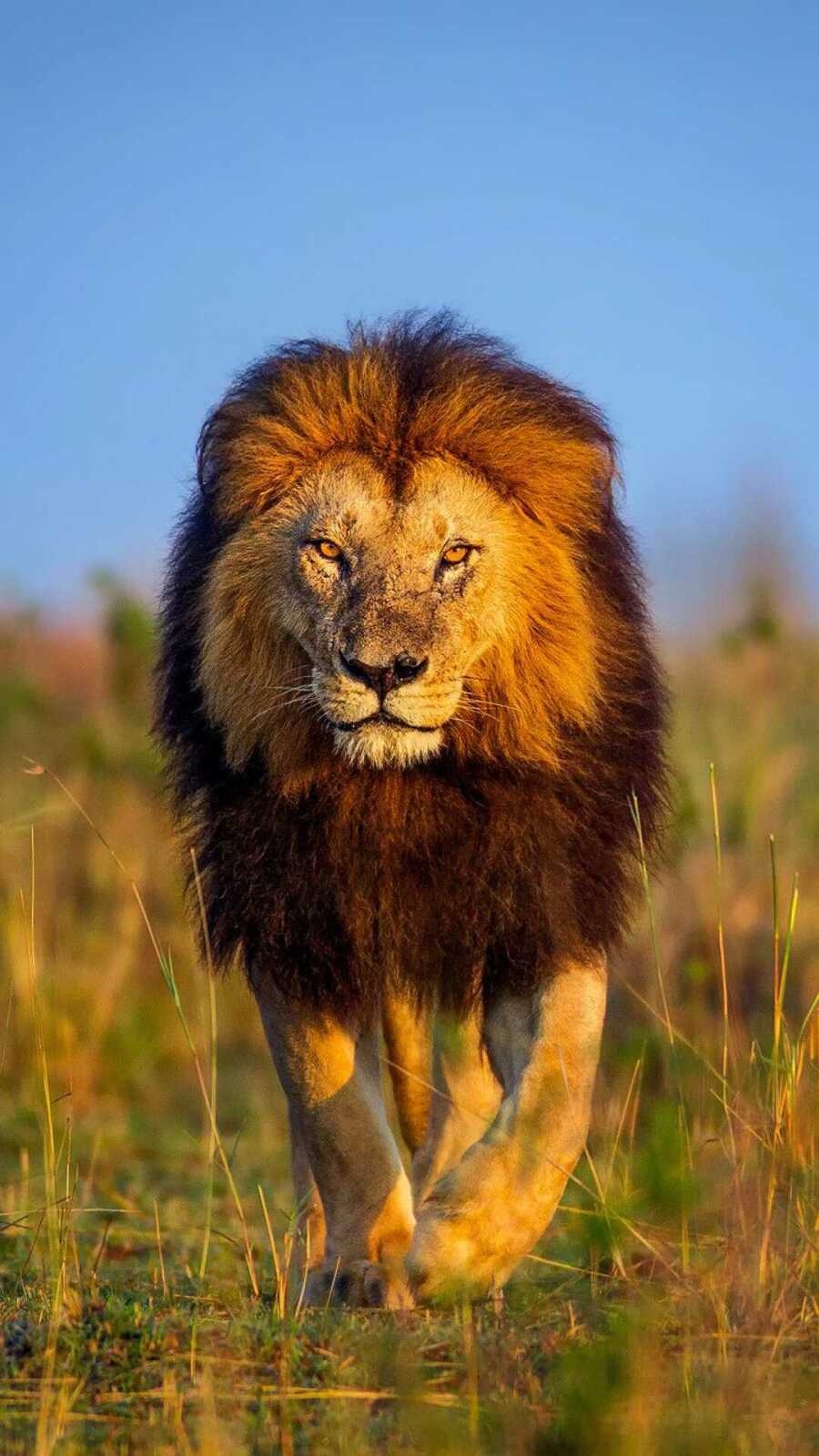 Male Lion Walking