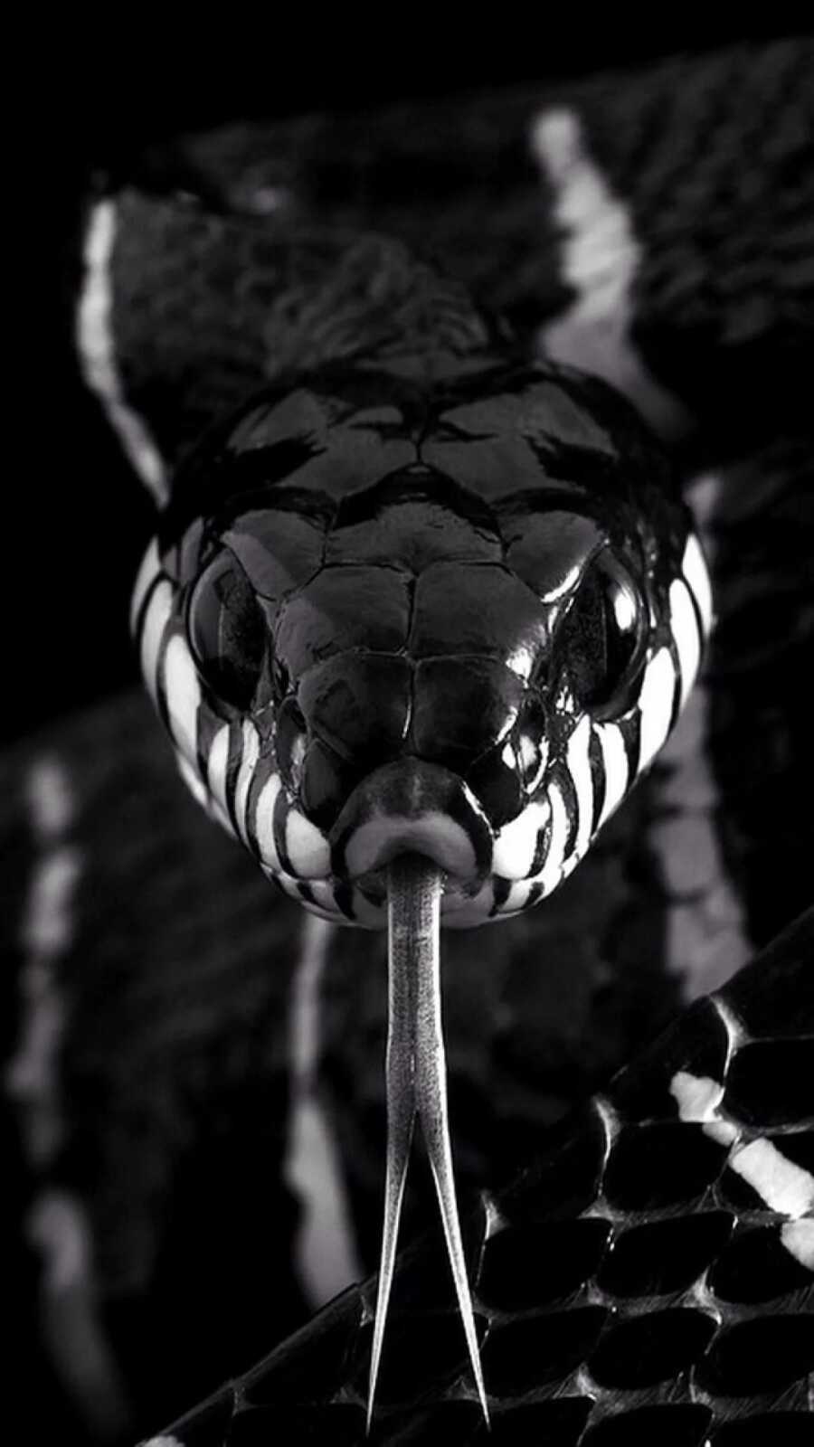 1080P Black Mamba Snake