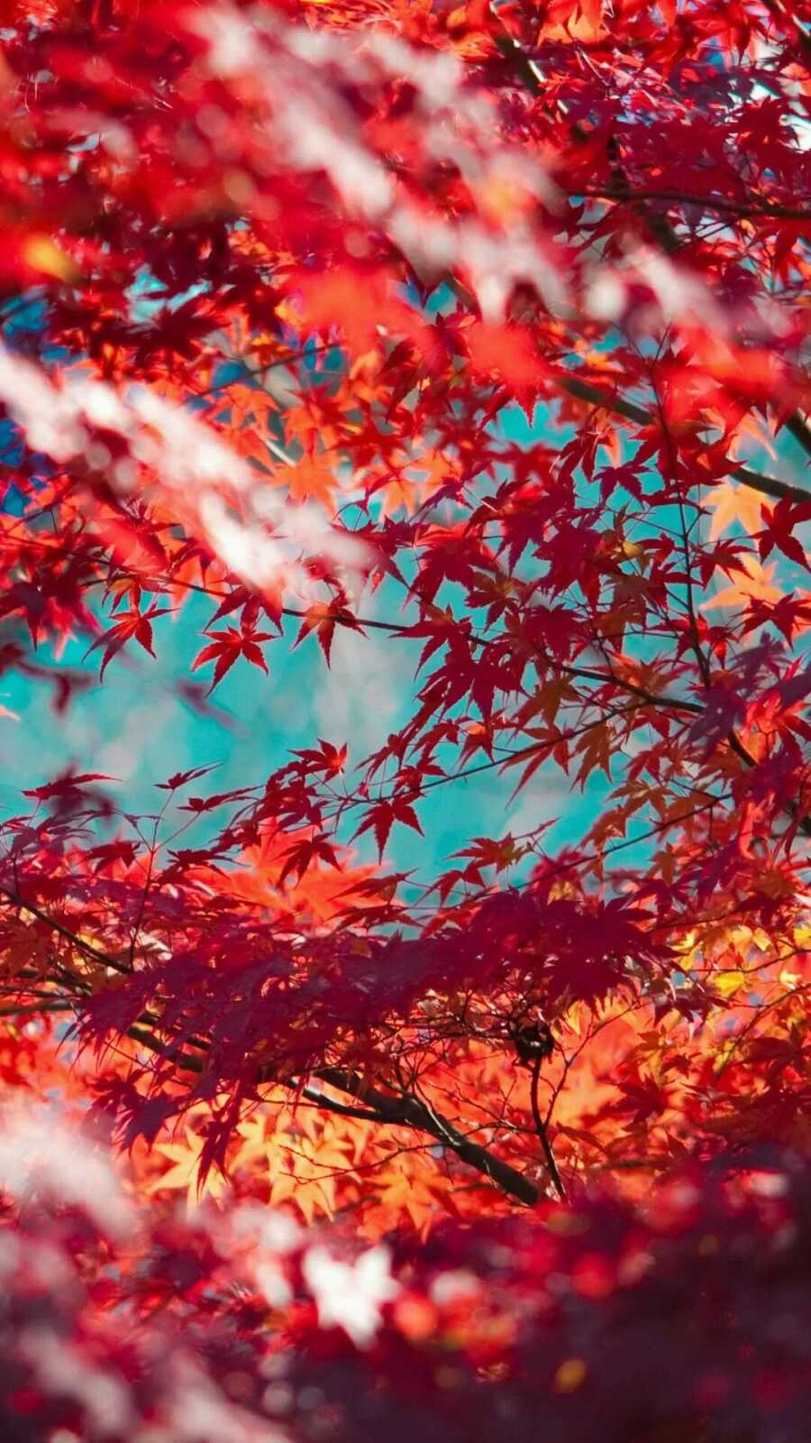 Maple Tree Wallpapers (97 images) - WallpaperCat