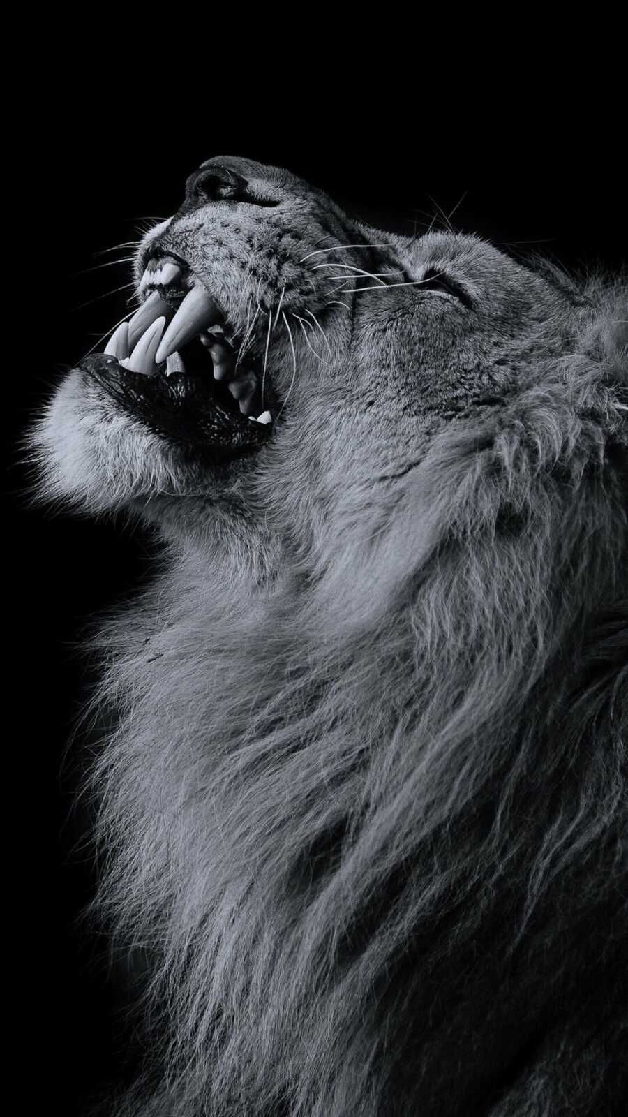 Roaring Male Lion