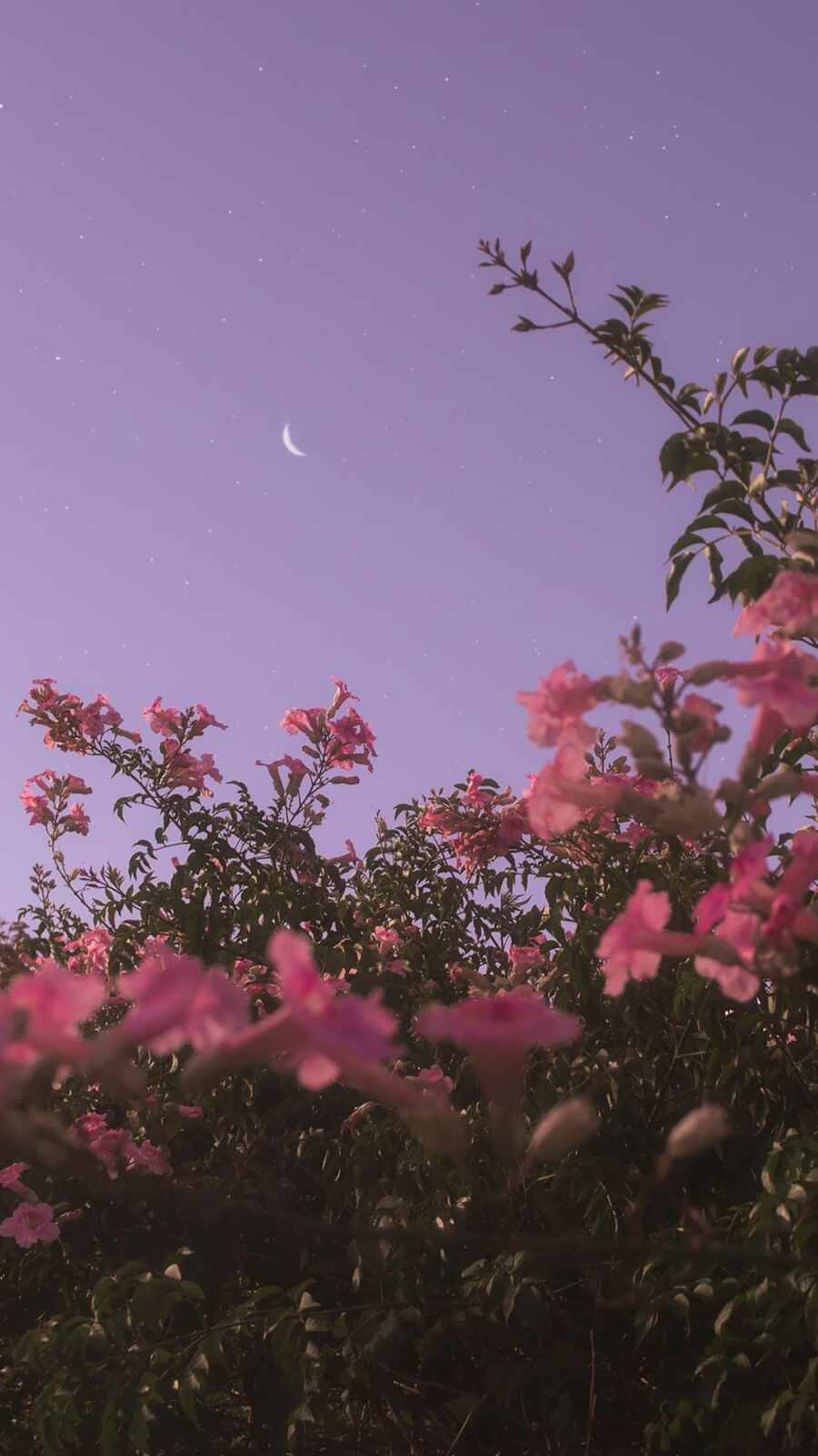 Aesthetic