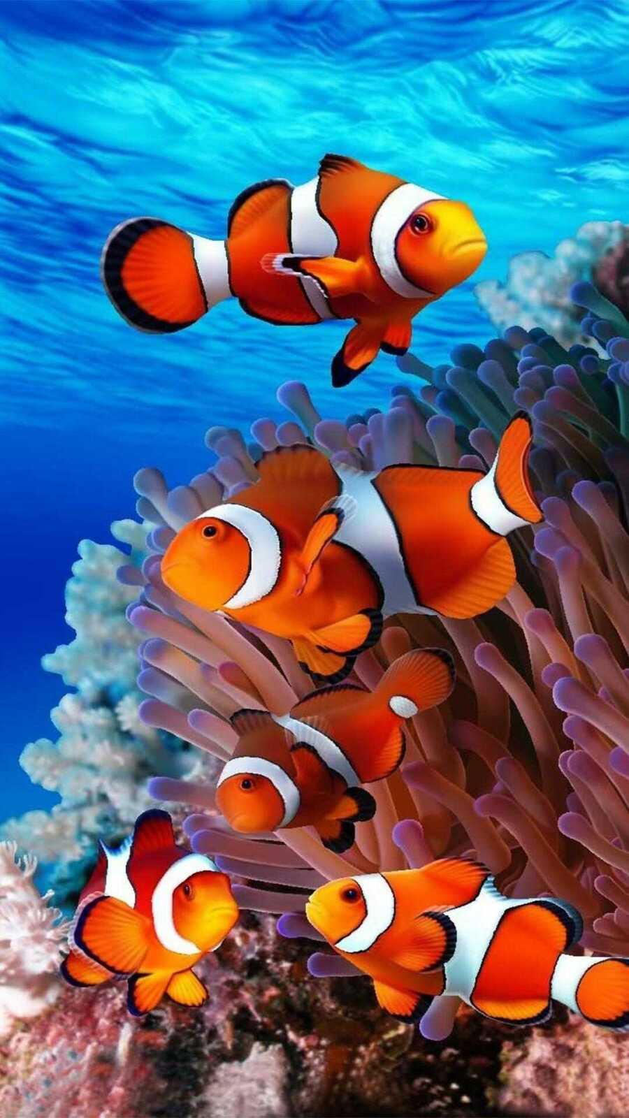 Fish Wallpapers (94 images) - WallpaperCat