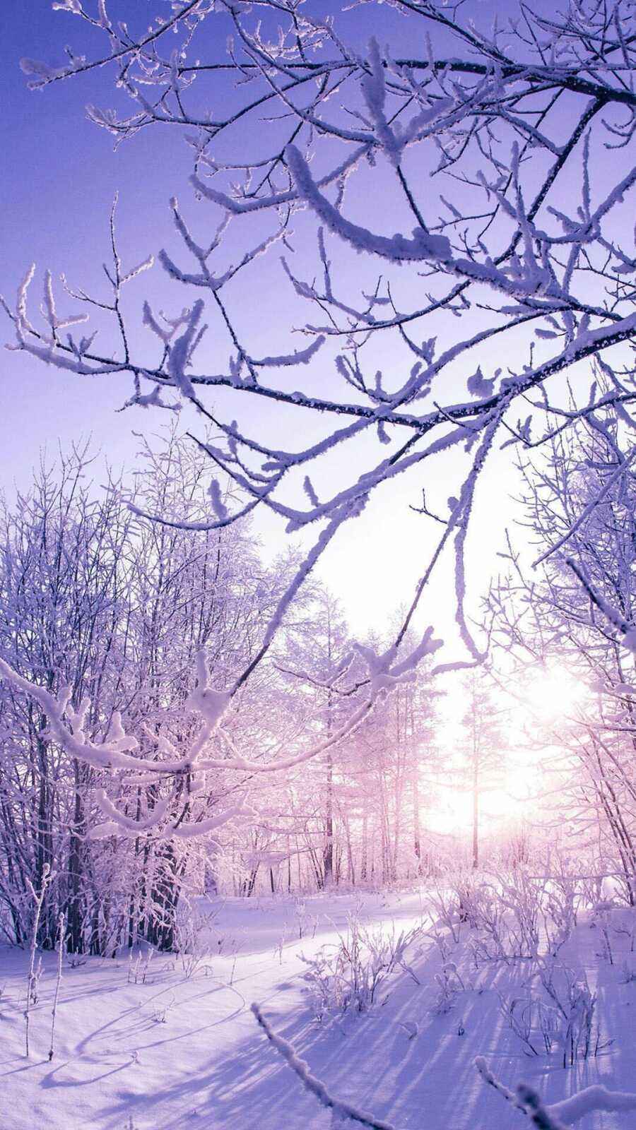 Frost-Covered Tree Branches