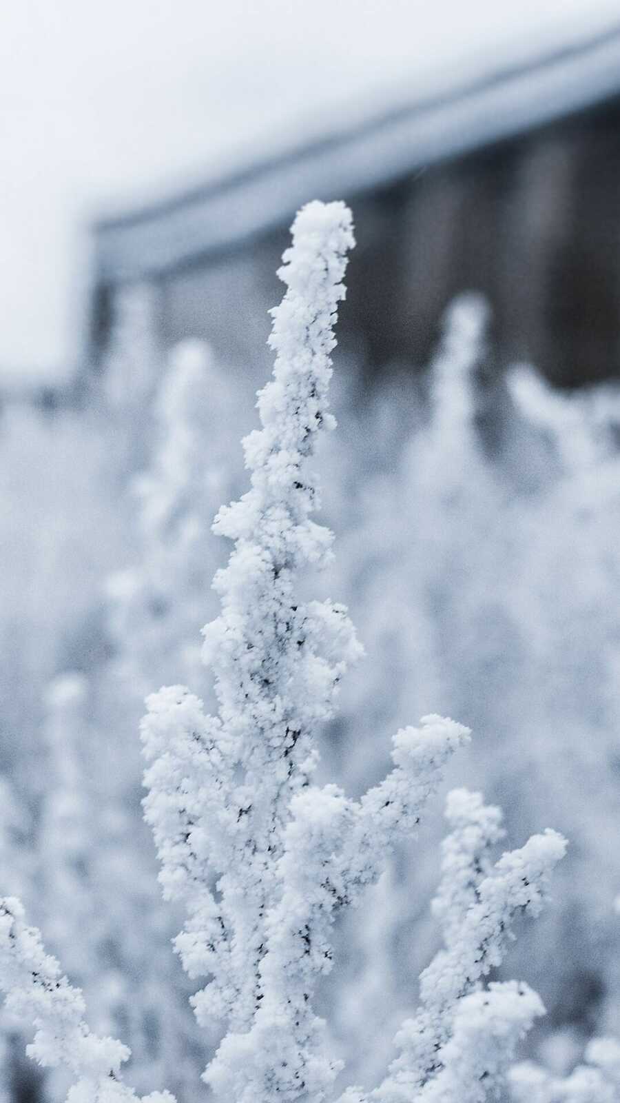 Frost-Covered Plant Stem